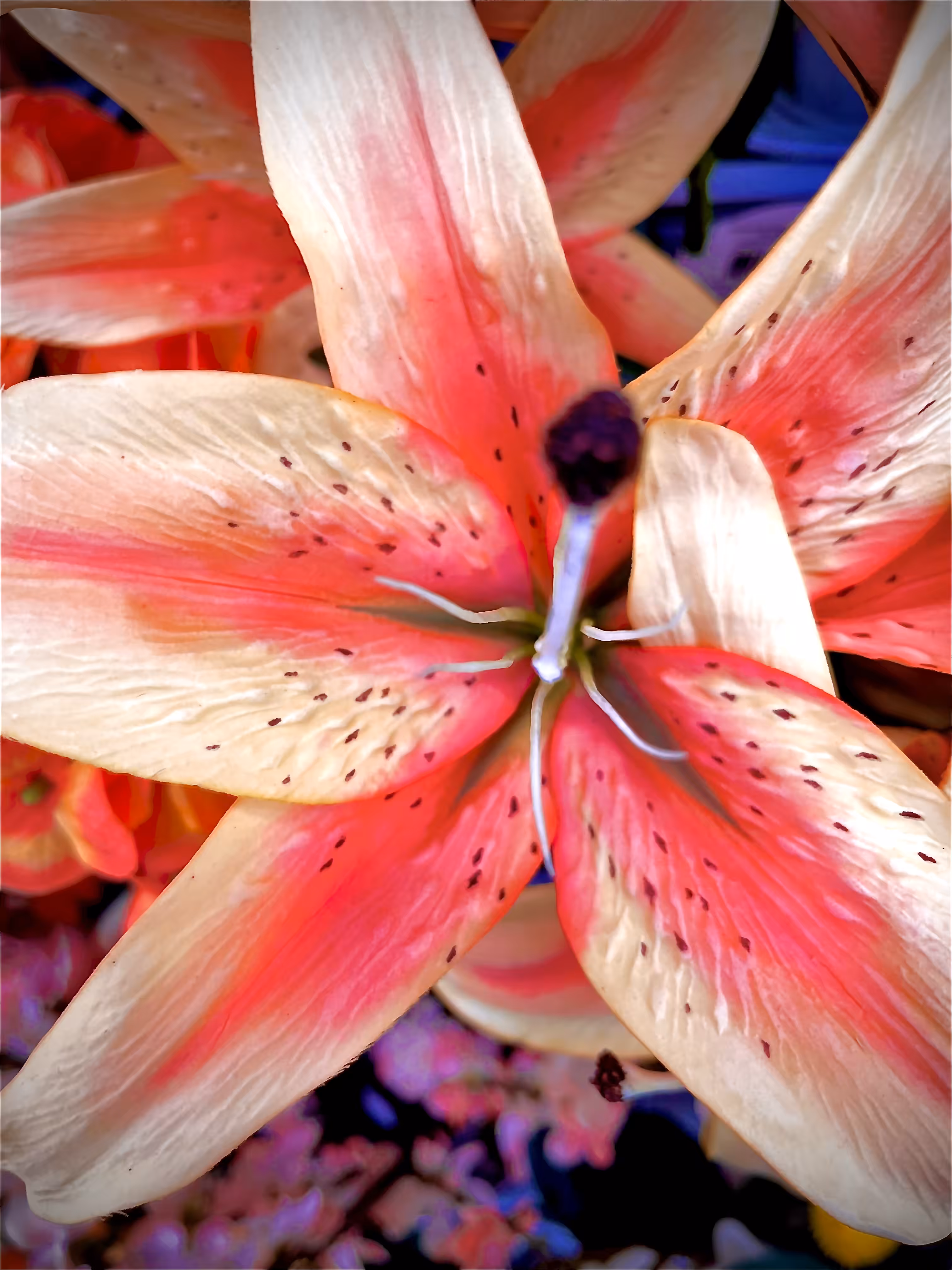 Next level Lilies
