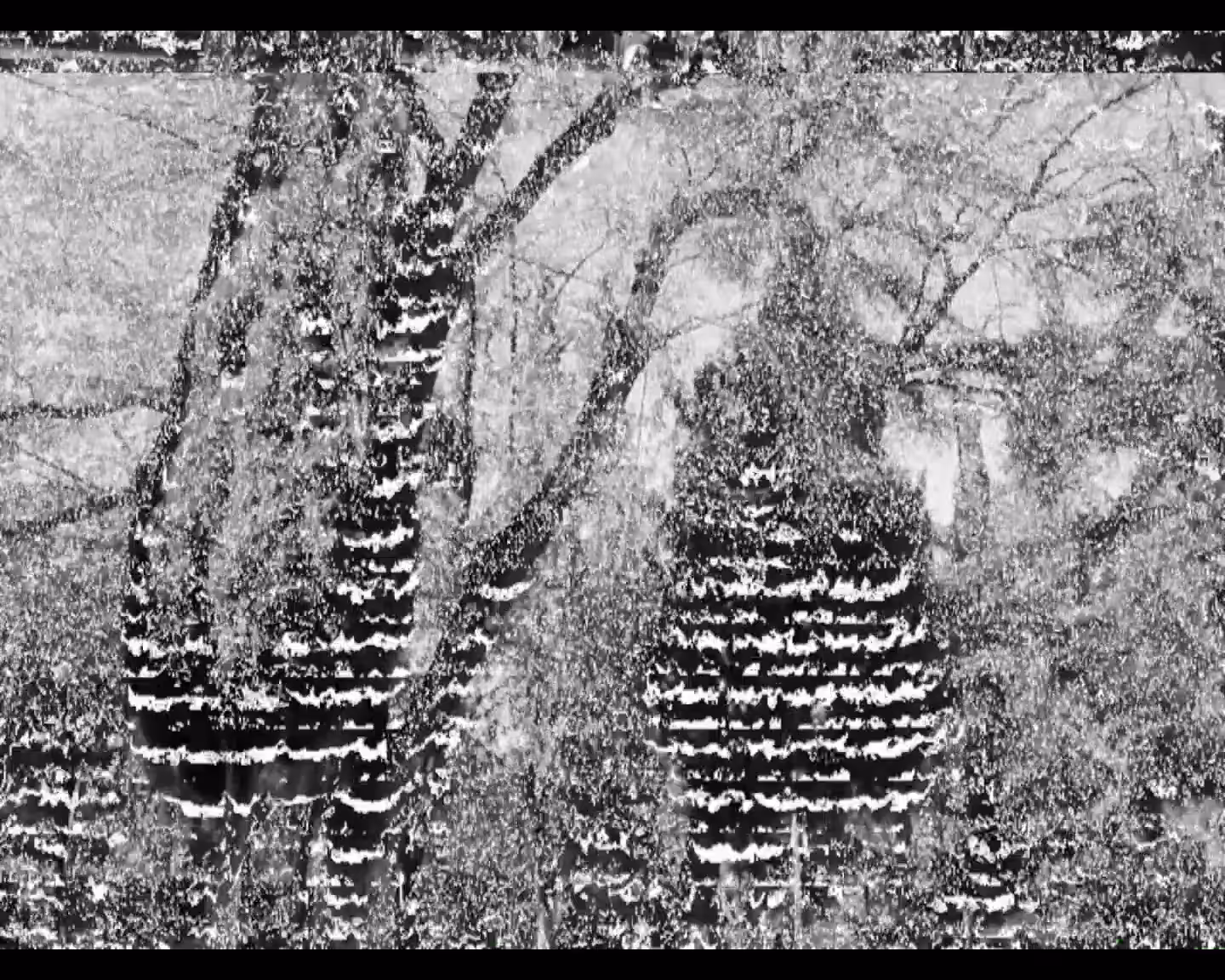 White noise garden
