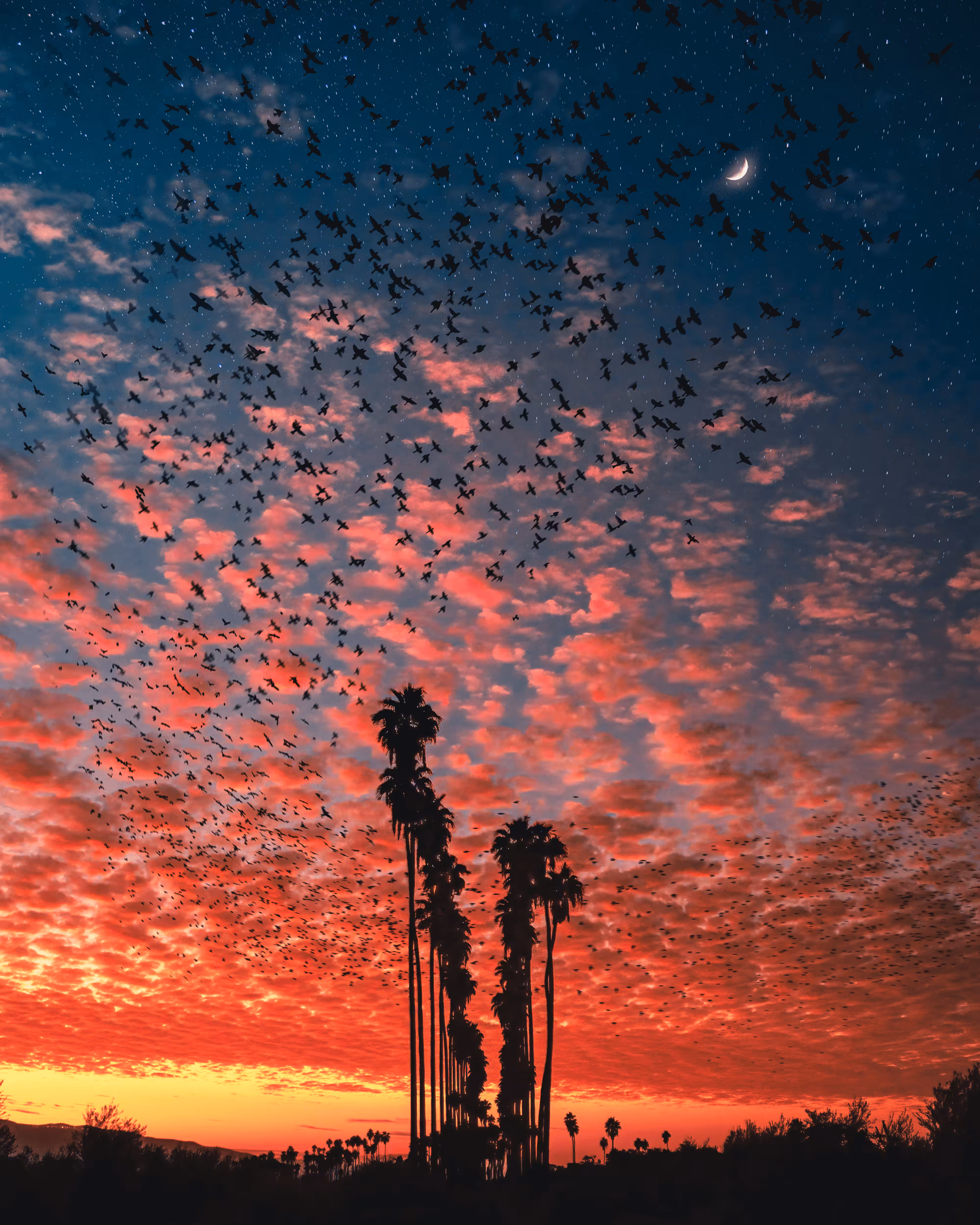 Flock of Us #4