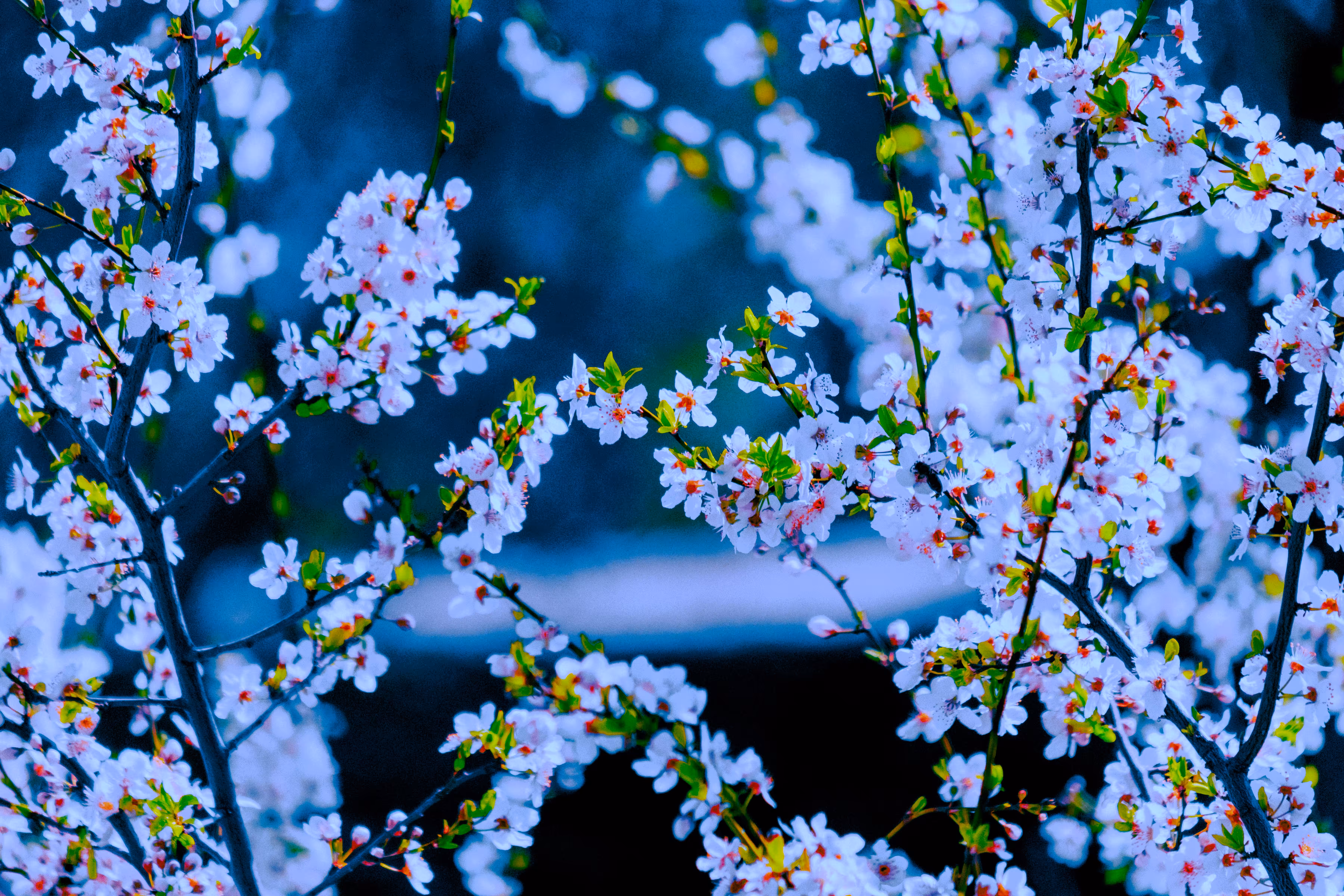 Midnight Spring Bloom