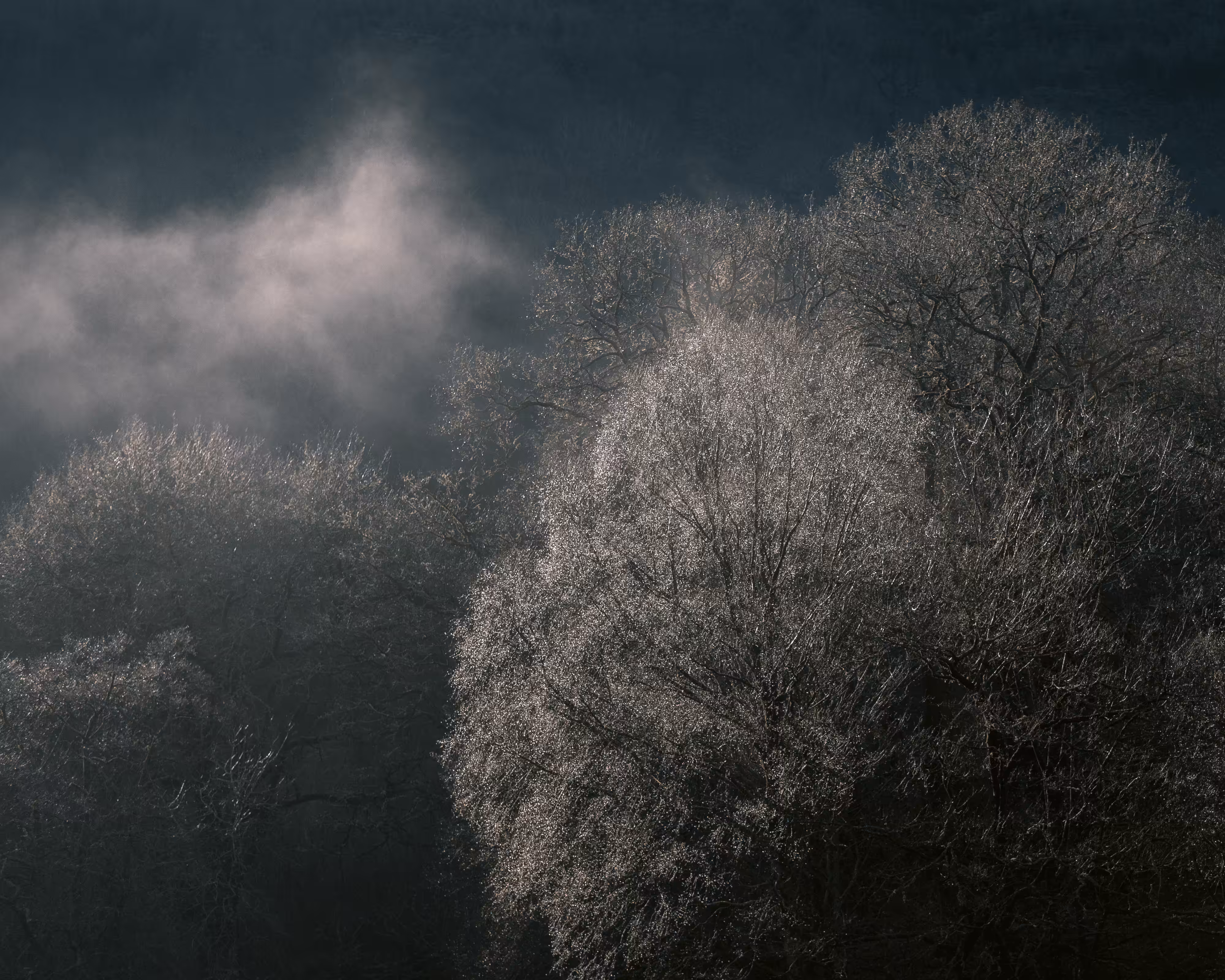 Undergrowth #9 - Shimmer