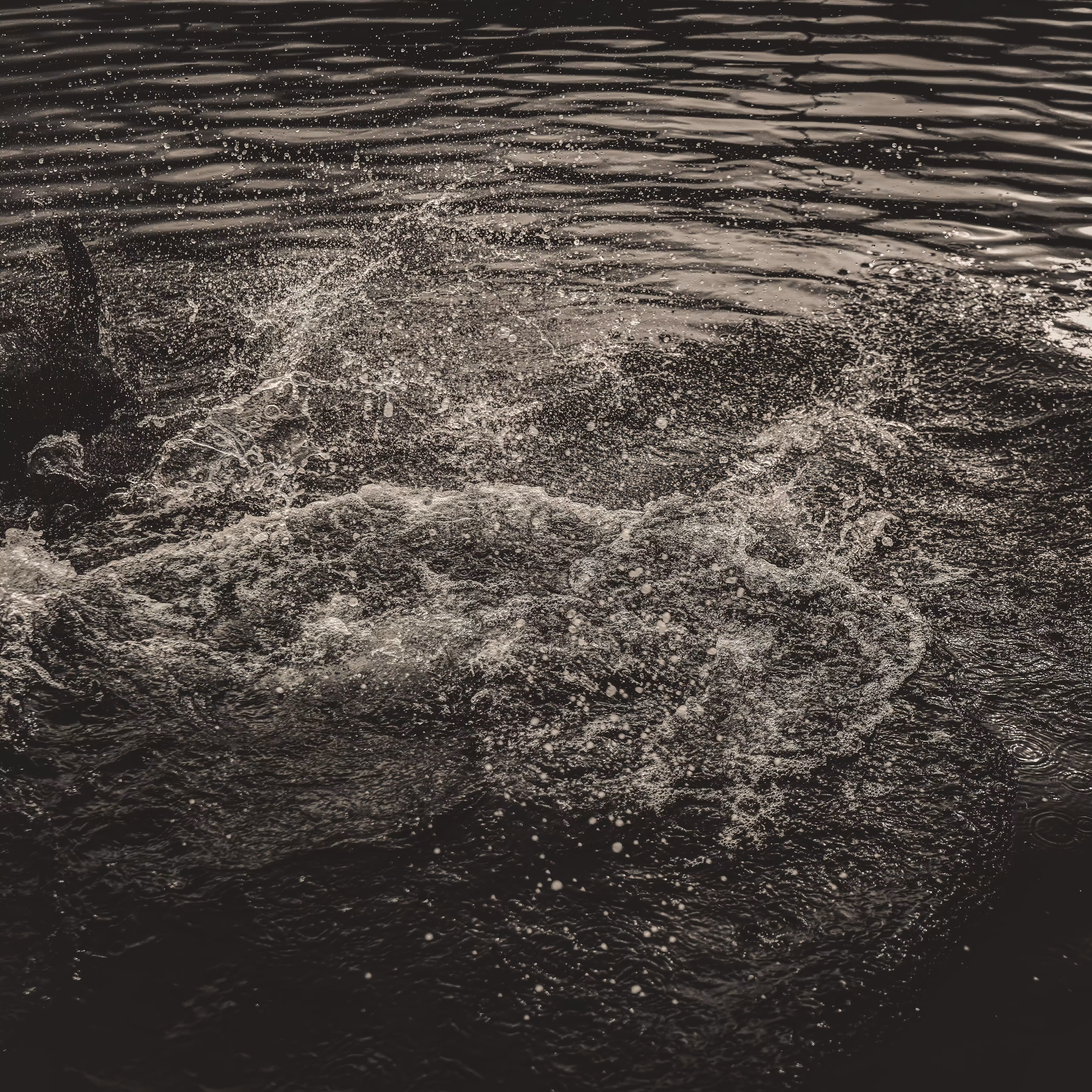 Longing for the Material World "Dolphin" #3 / 4