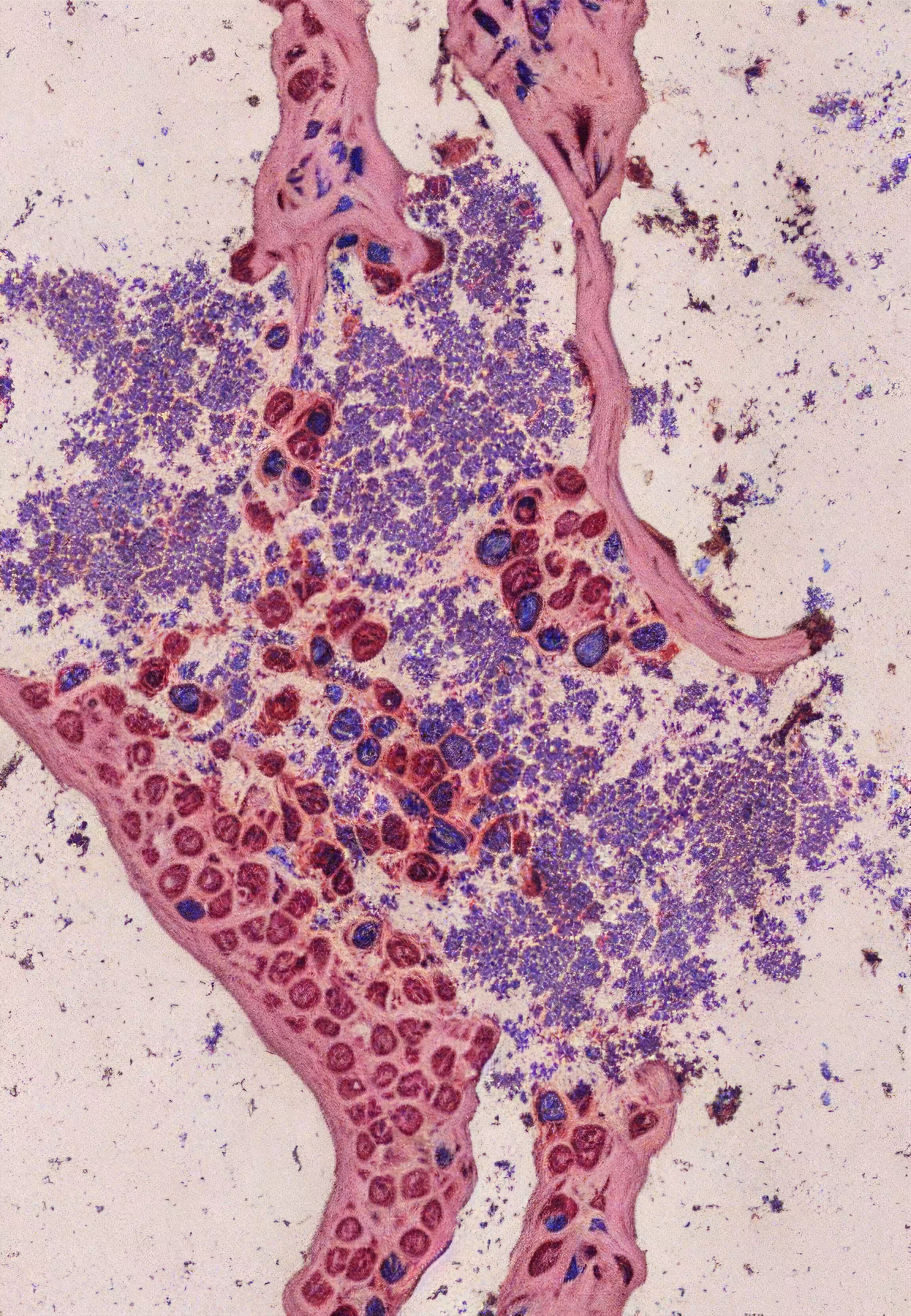 Histologia In Silico #119