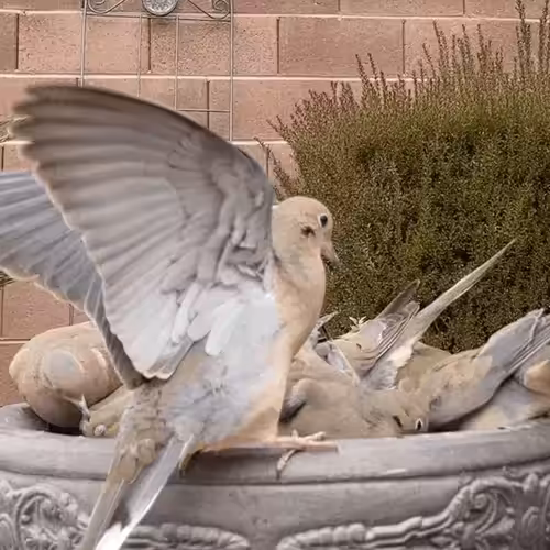 Birds From My Yard 003