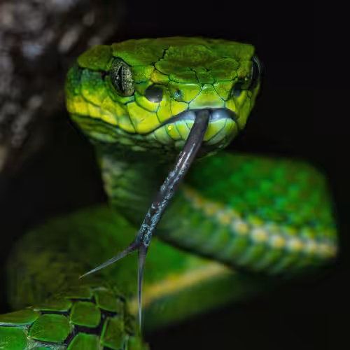 The Large Scaled Pitviper