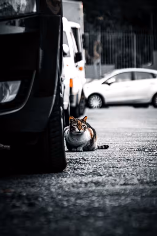 LoneCat #17 Osha