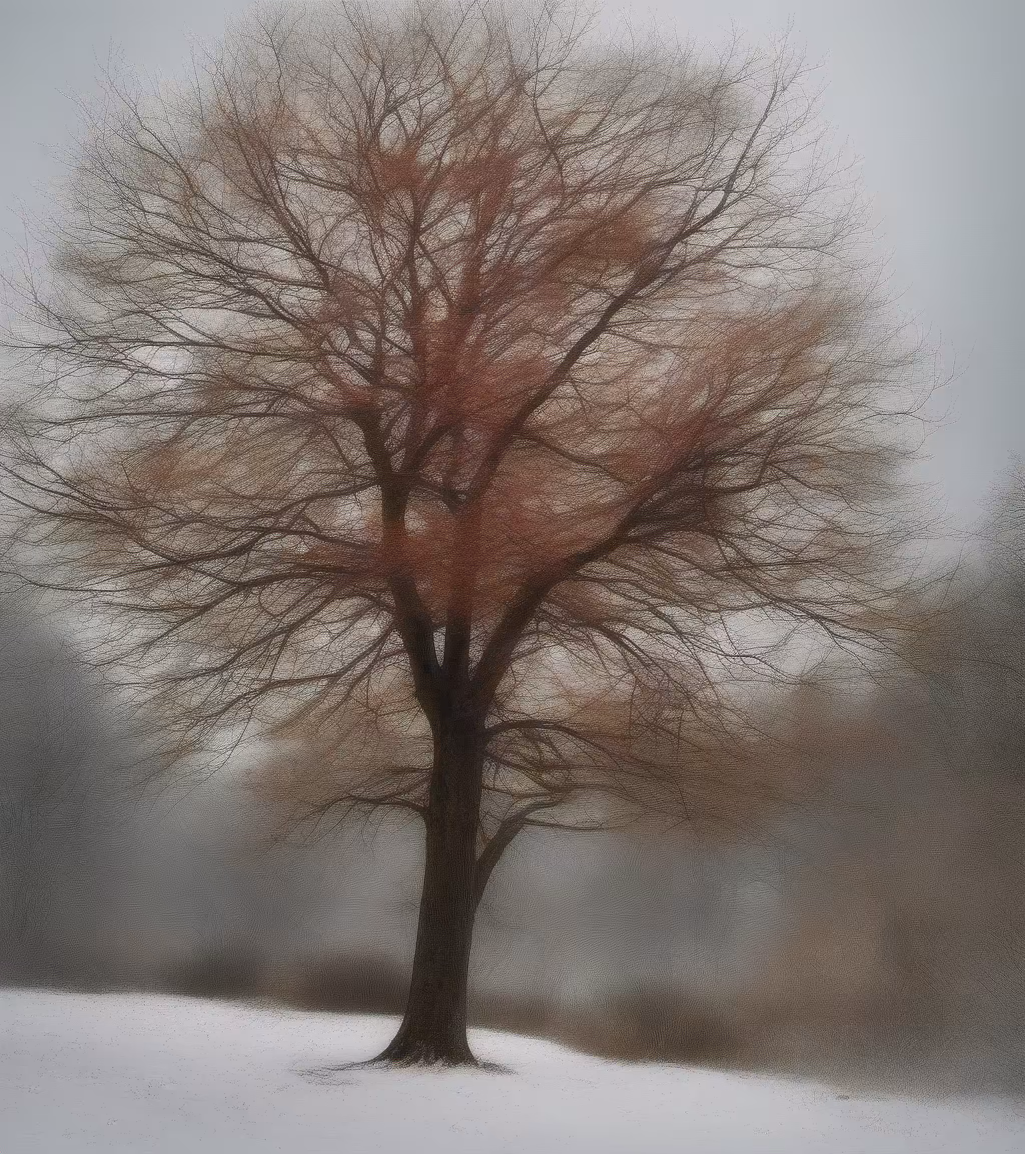 Tree Studies #15
