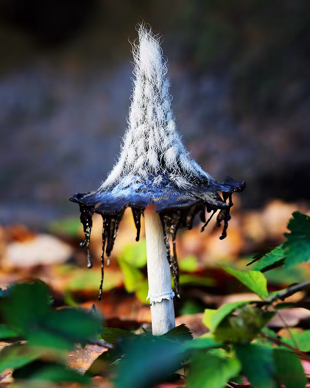 Witches-Cap Mushroom