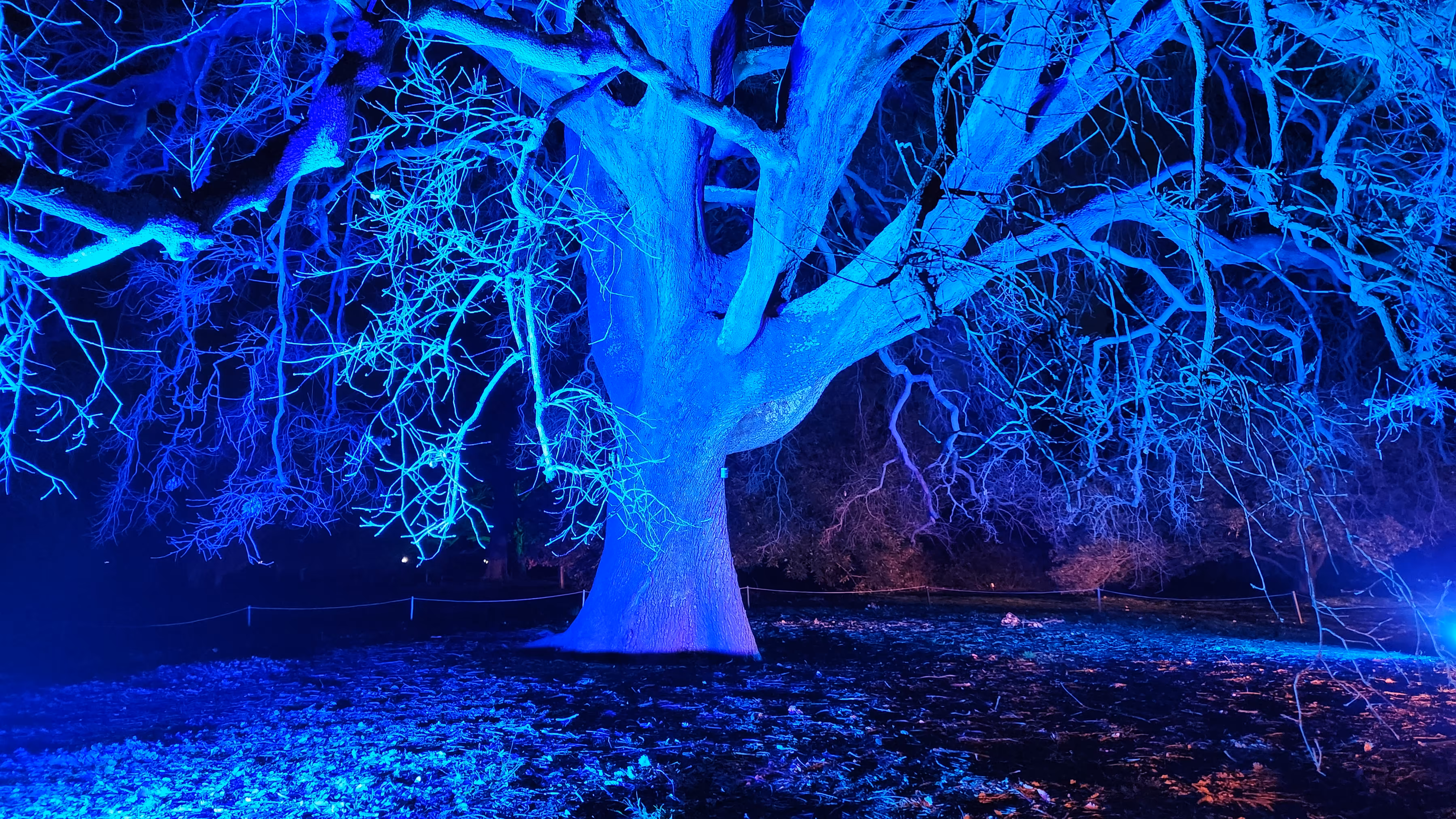 Lightscape  - ghostly blue