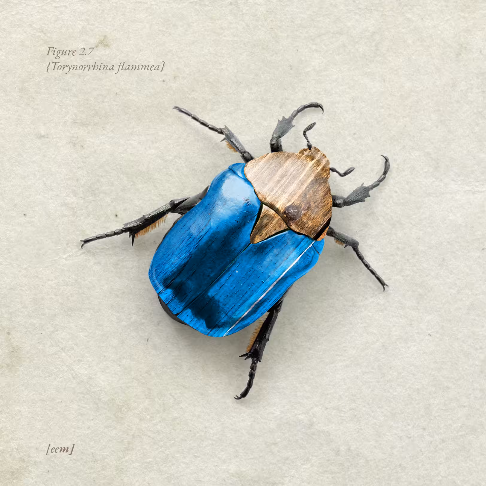 Figure 2.7 {Torynorrhina flammea}