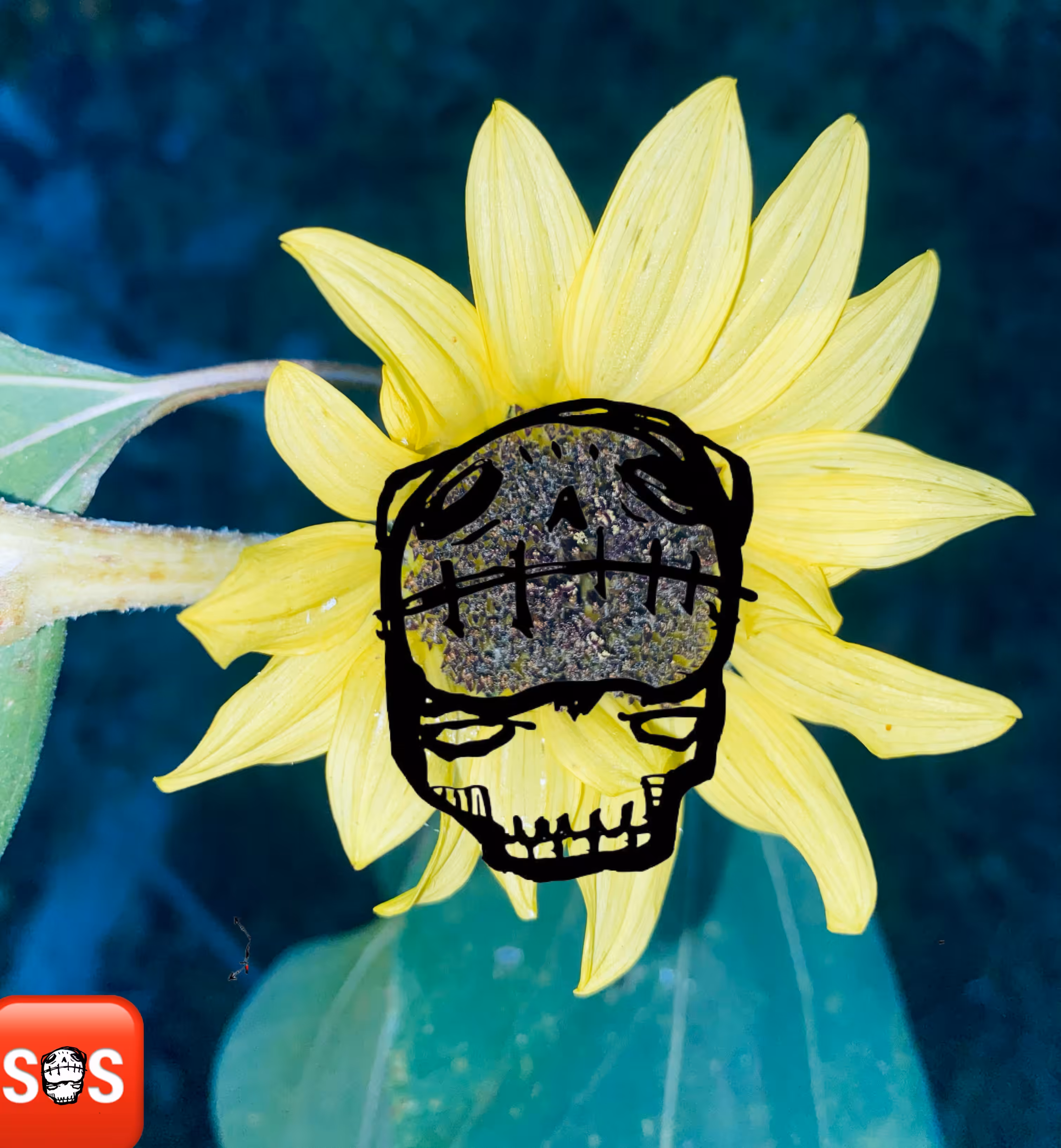 𝟷𝟹 𝚂𝚔𝚞𝚕𝚕𝚜 𝙾𝚛 𝚂𝚞𝚗𝚏𝚕𝚘𝚠𝚎𝚛𝚜 {4 𝚘𝚏 𝟷𝟹}