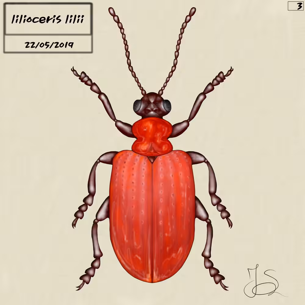 Lily Beetle