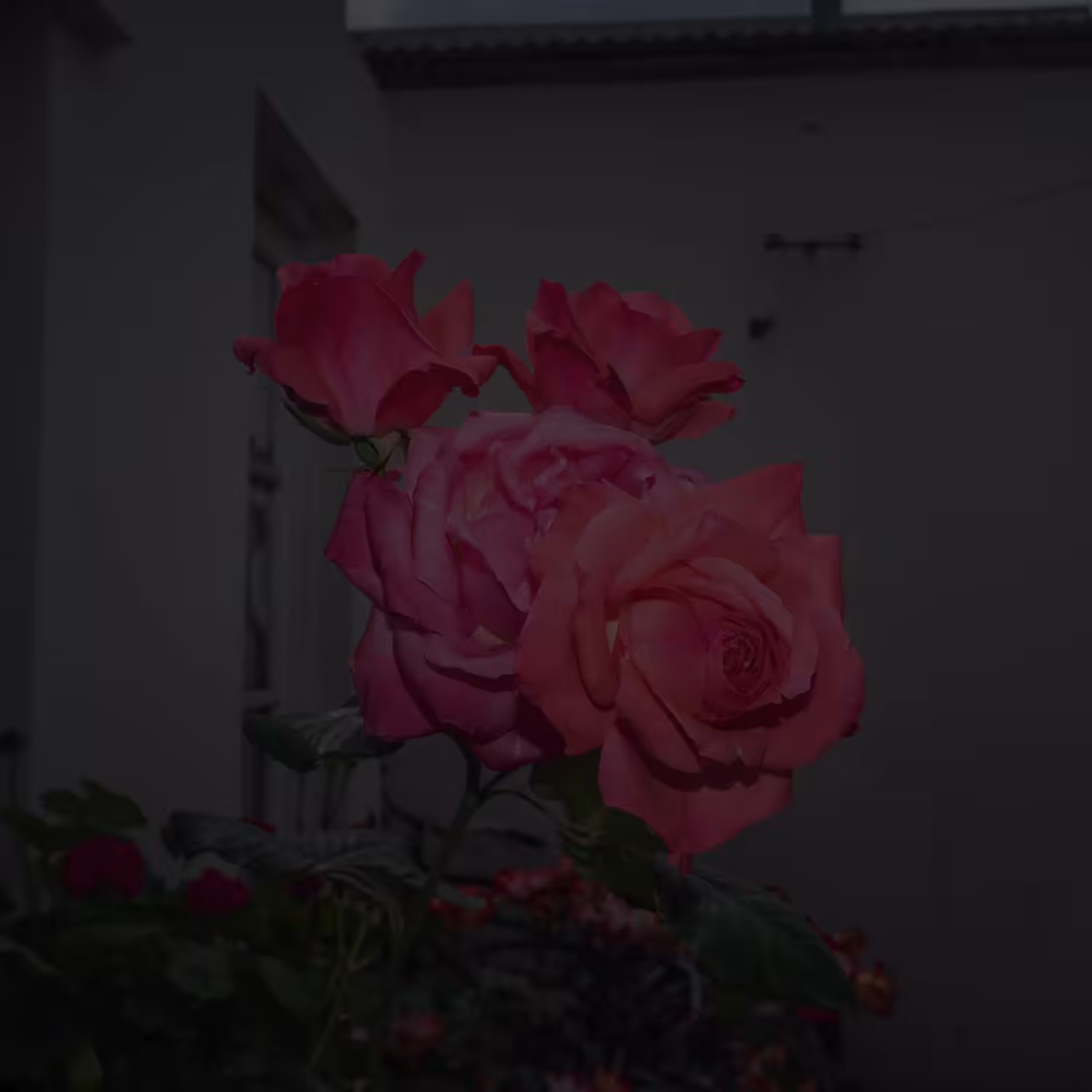 Las Rosas, Rosas.