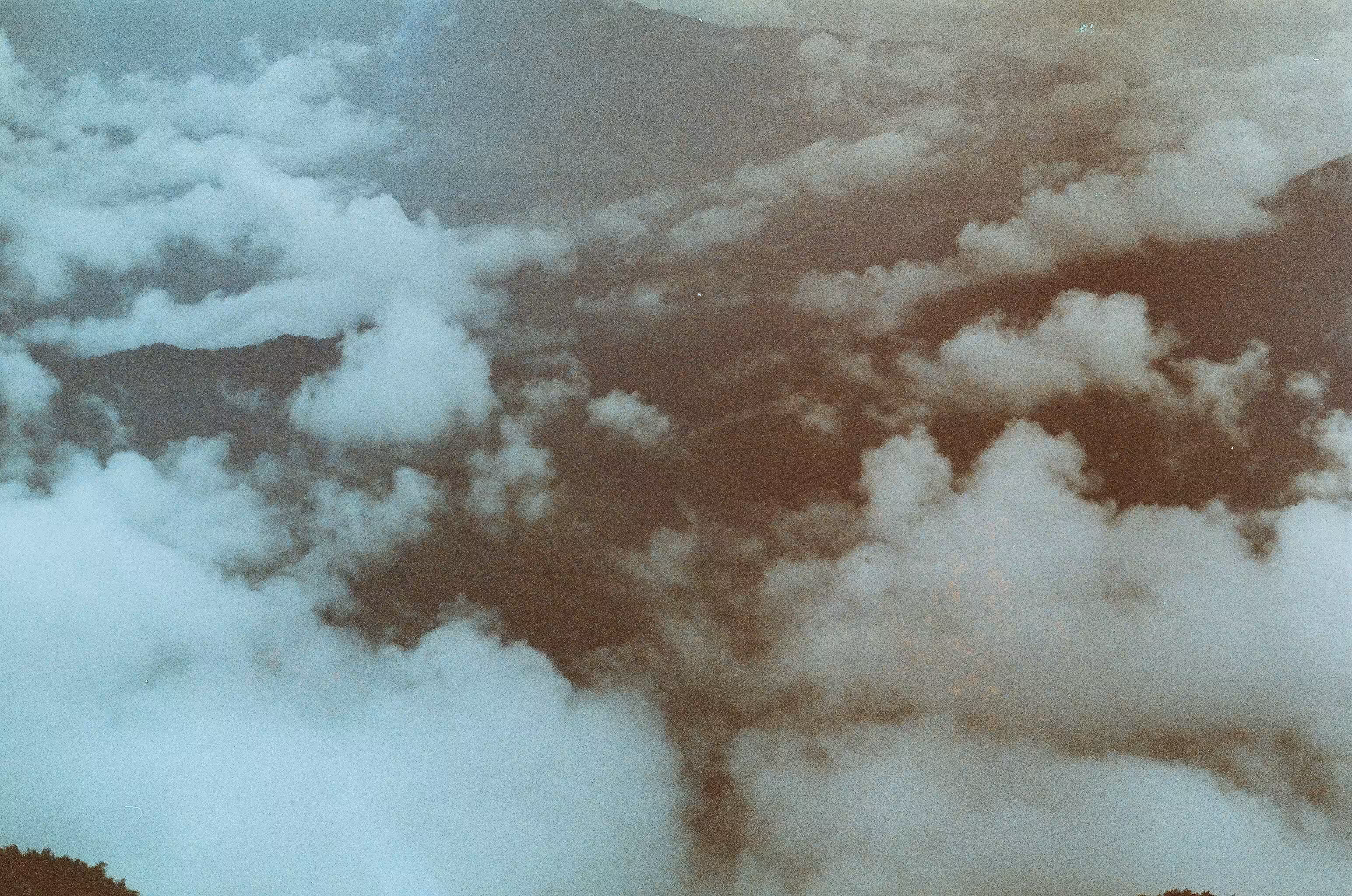 Cloud forest