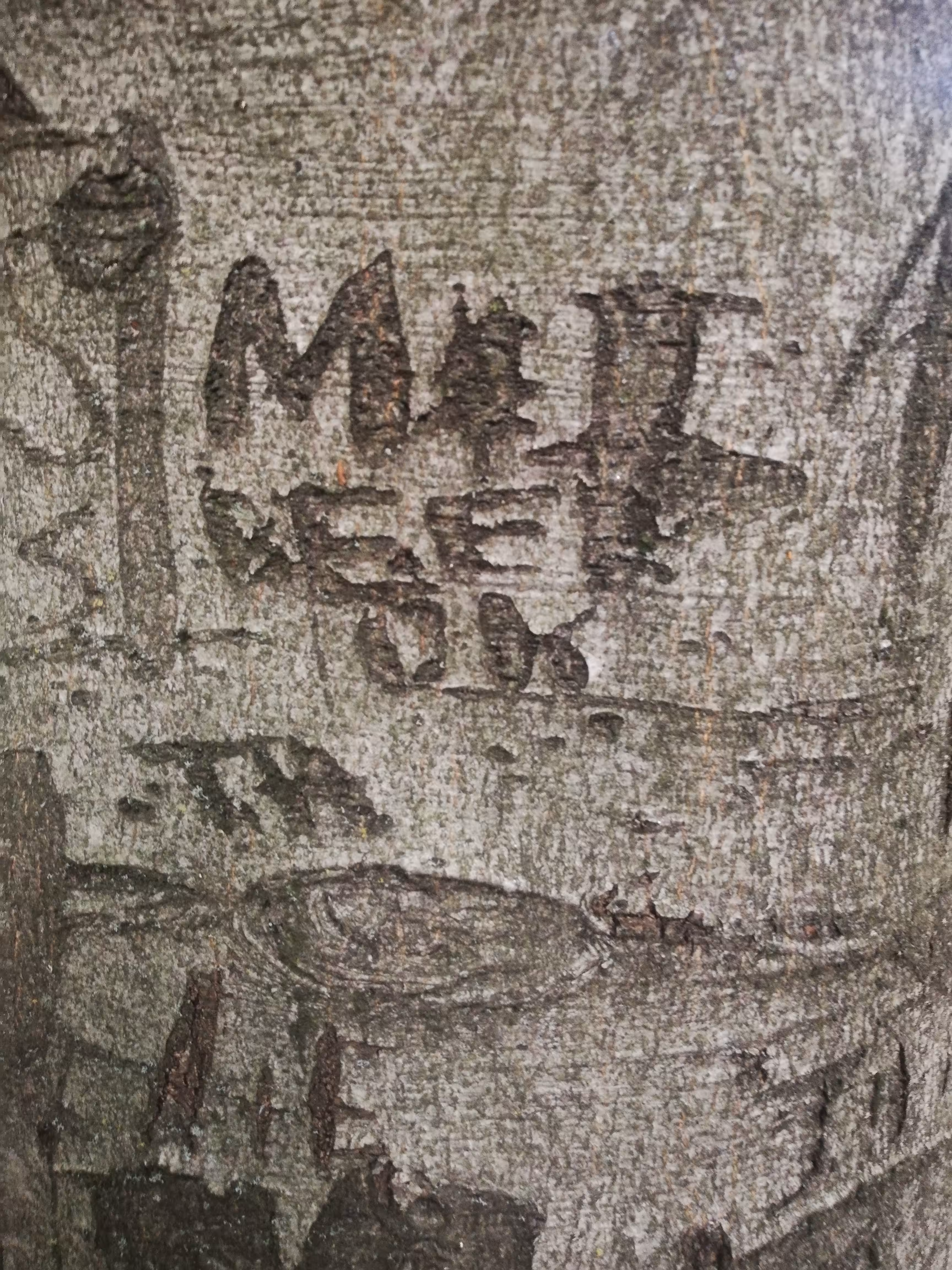 Fagus sylvatica Polyptich