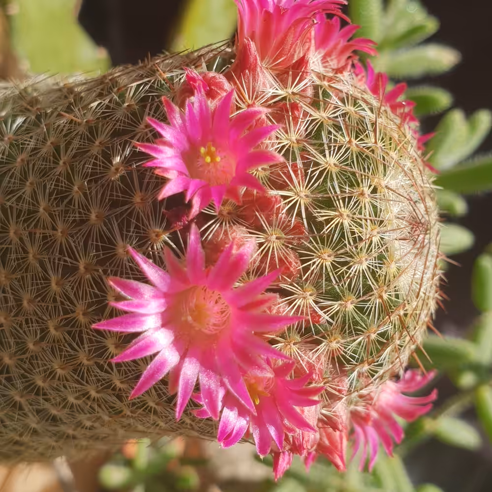 African succulent