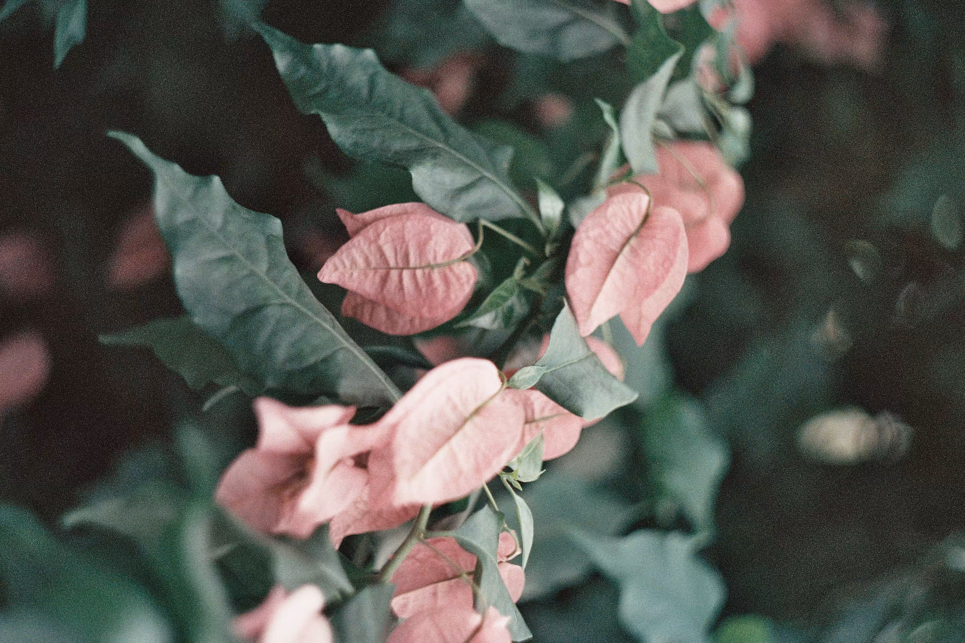 Garden whisper 