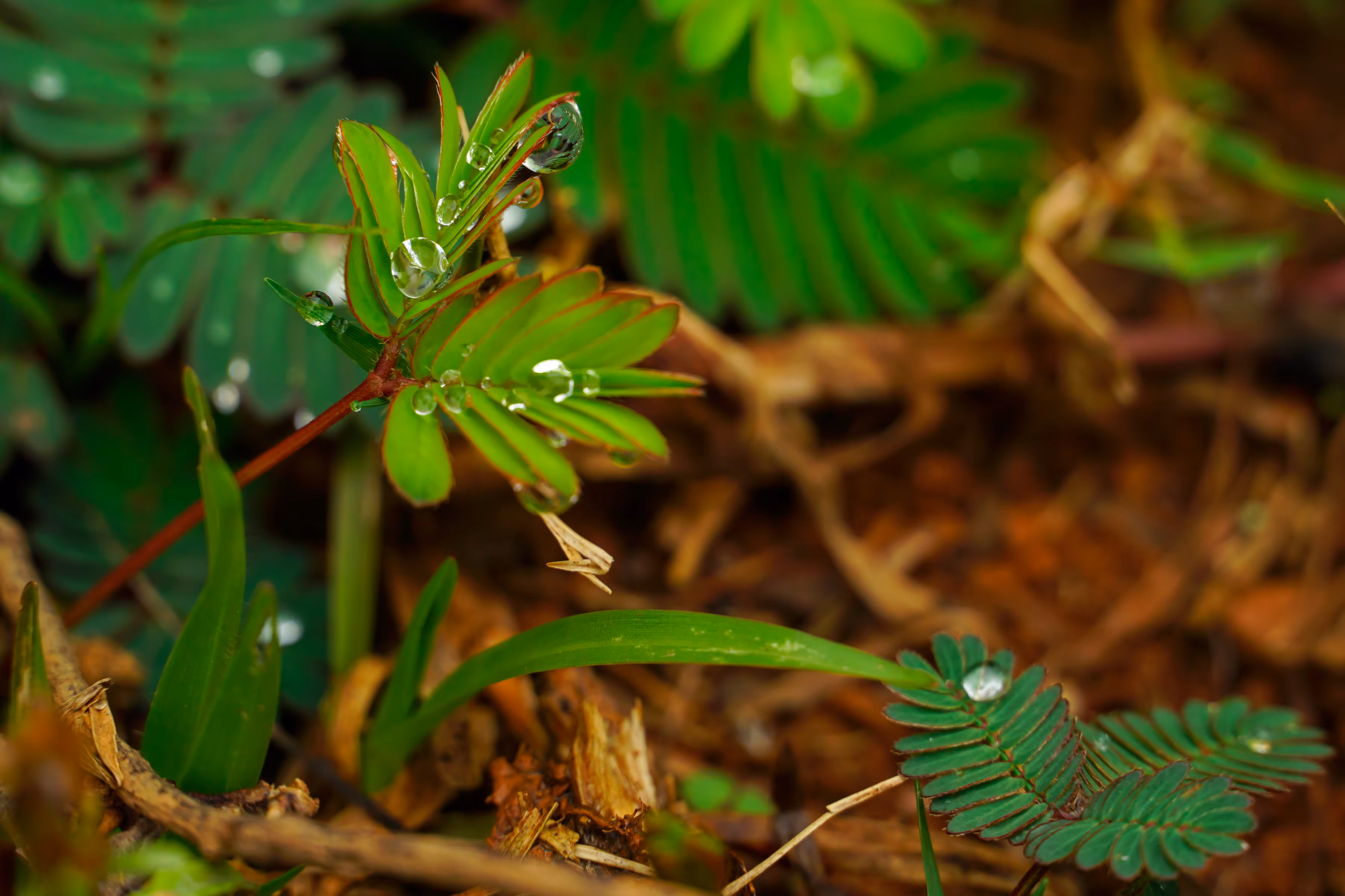 Drops in the rainforest #2