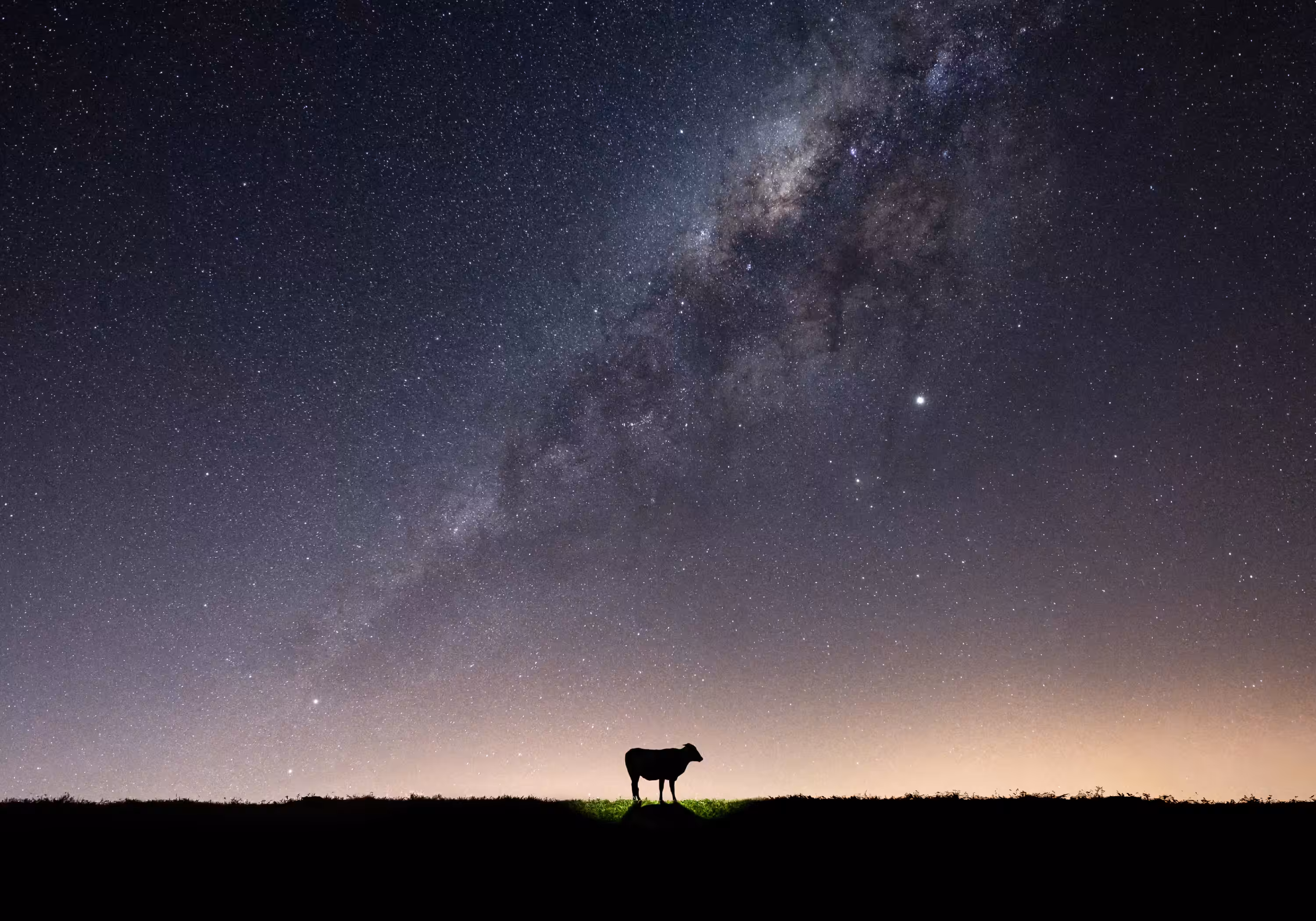 Cow Abduction