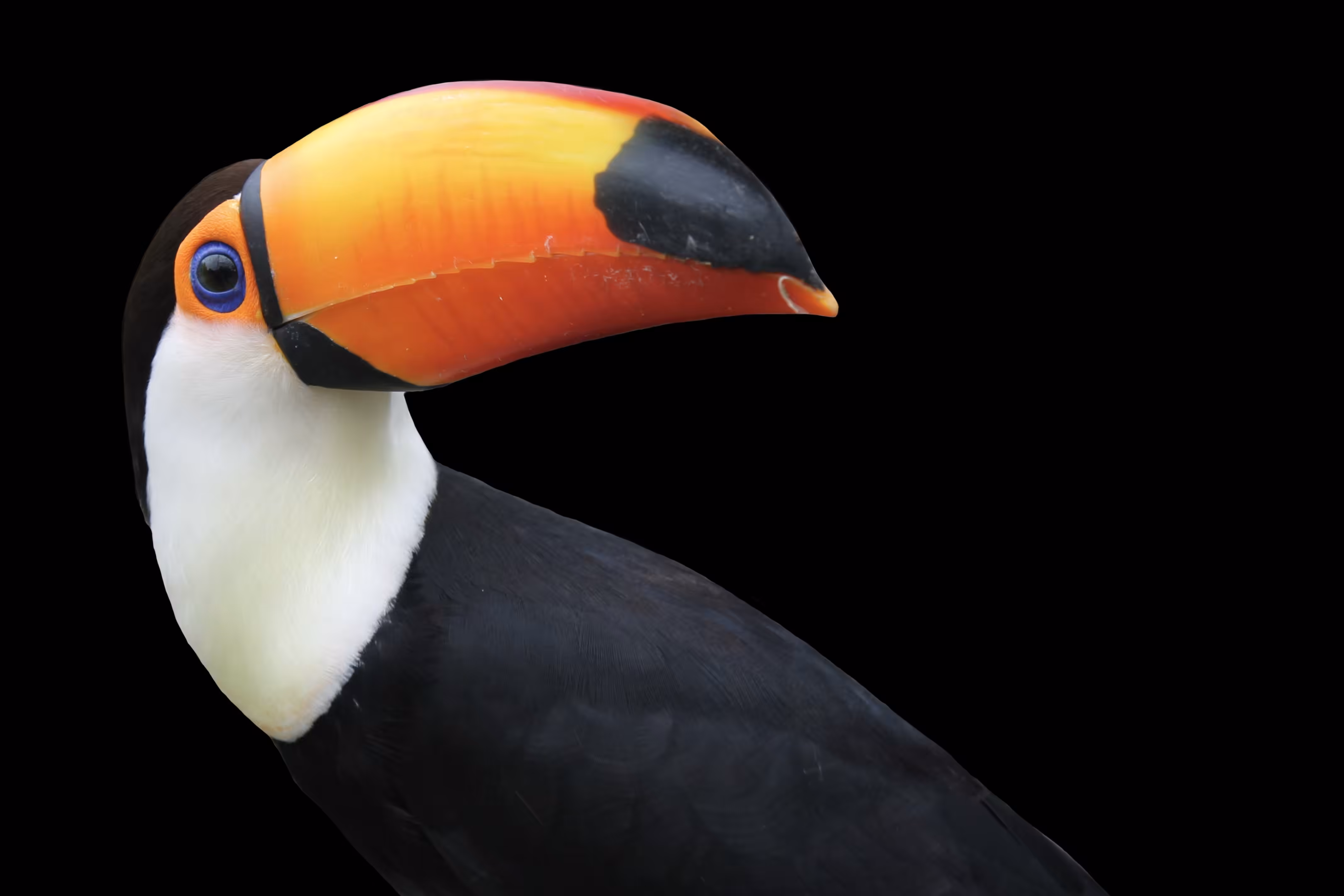 Ramphastos
