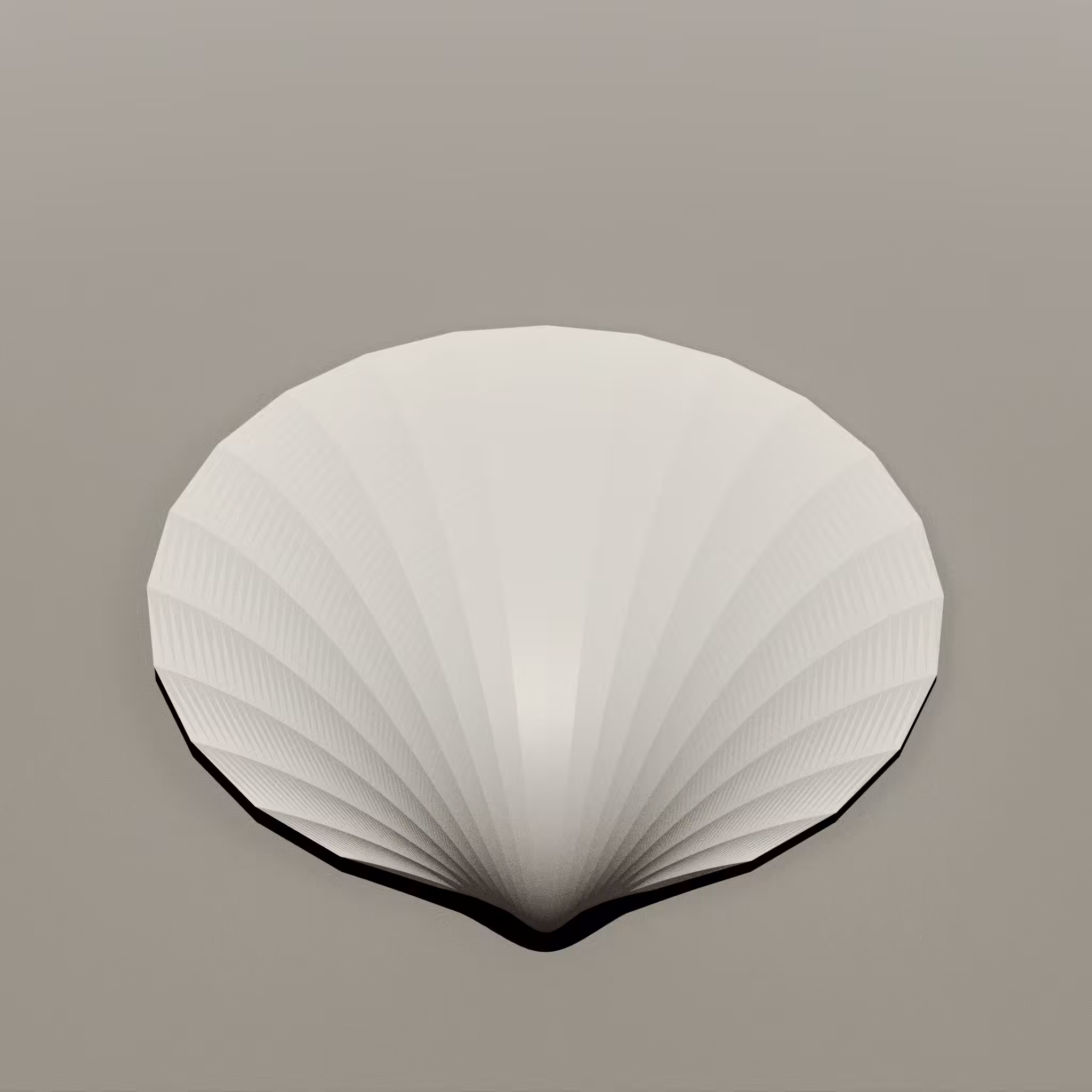 Glycymeris 2