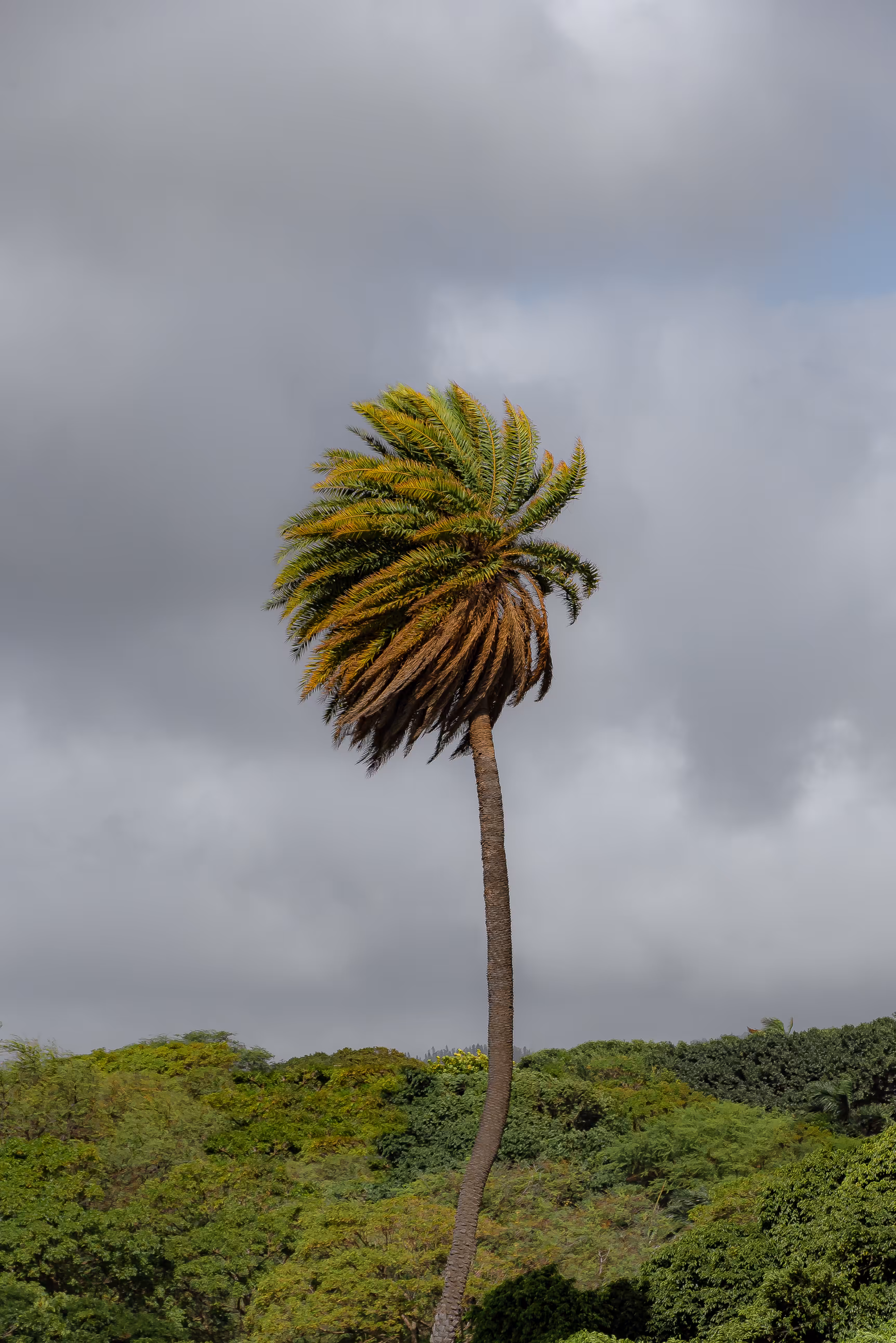 Stormy Palm