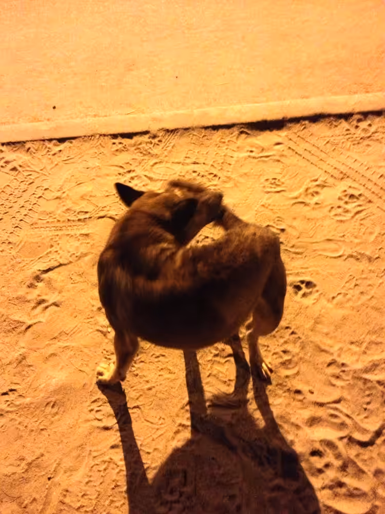 Dog 1