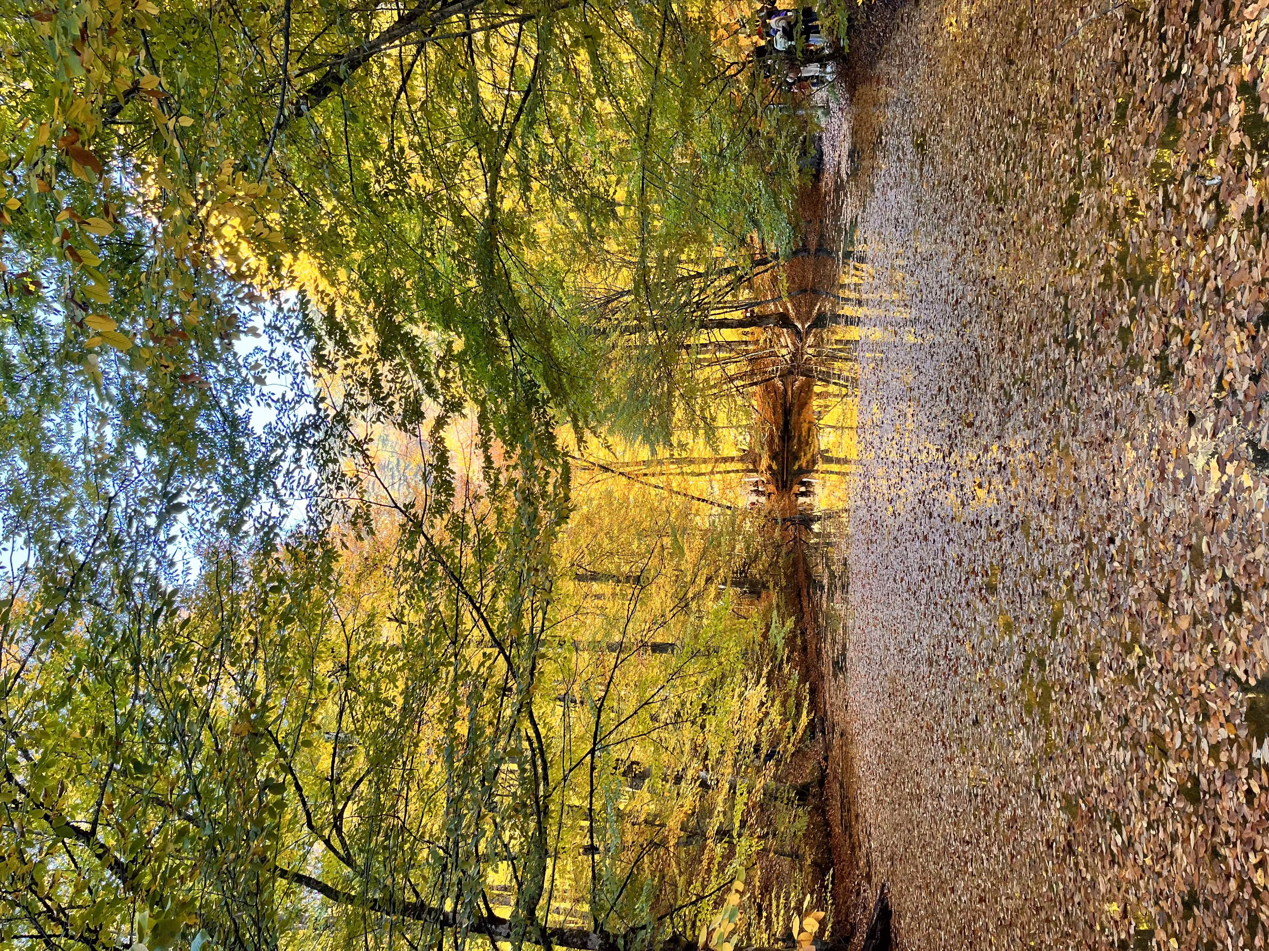 Whispers of Autumn on Still Waters