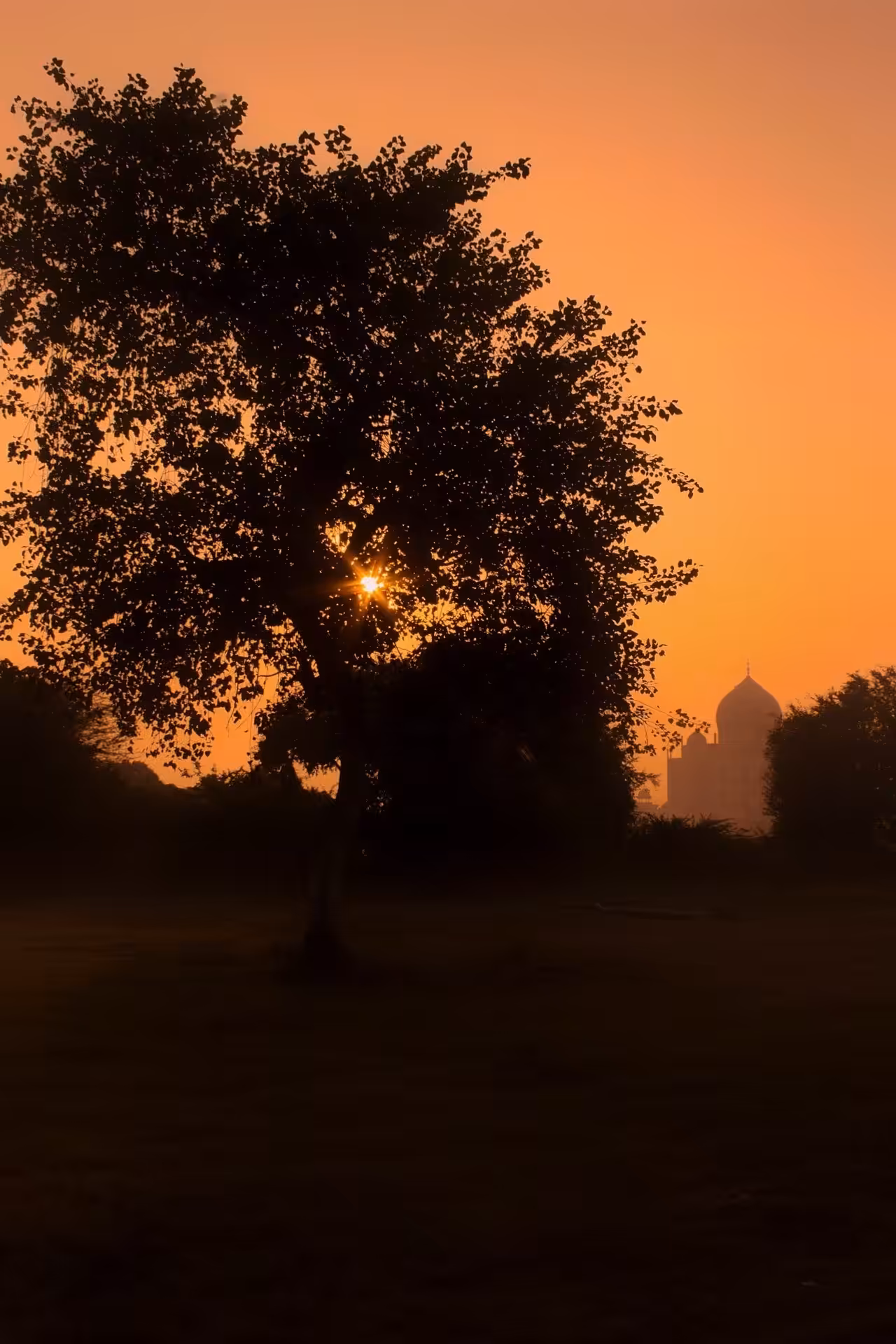 Golden like daylight !