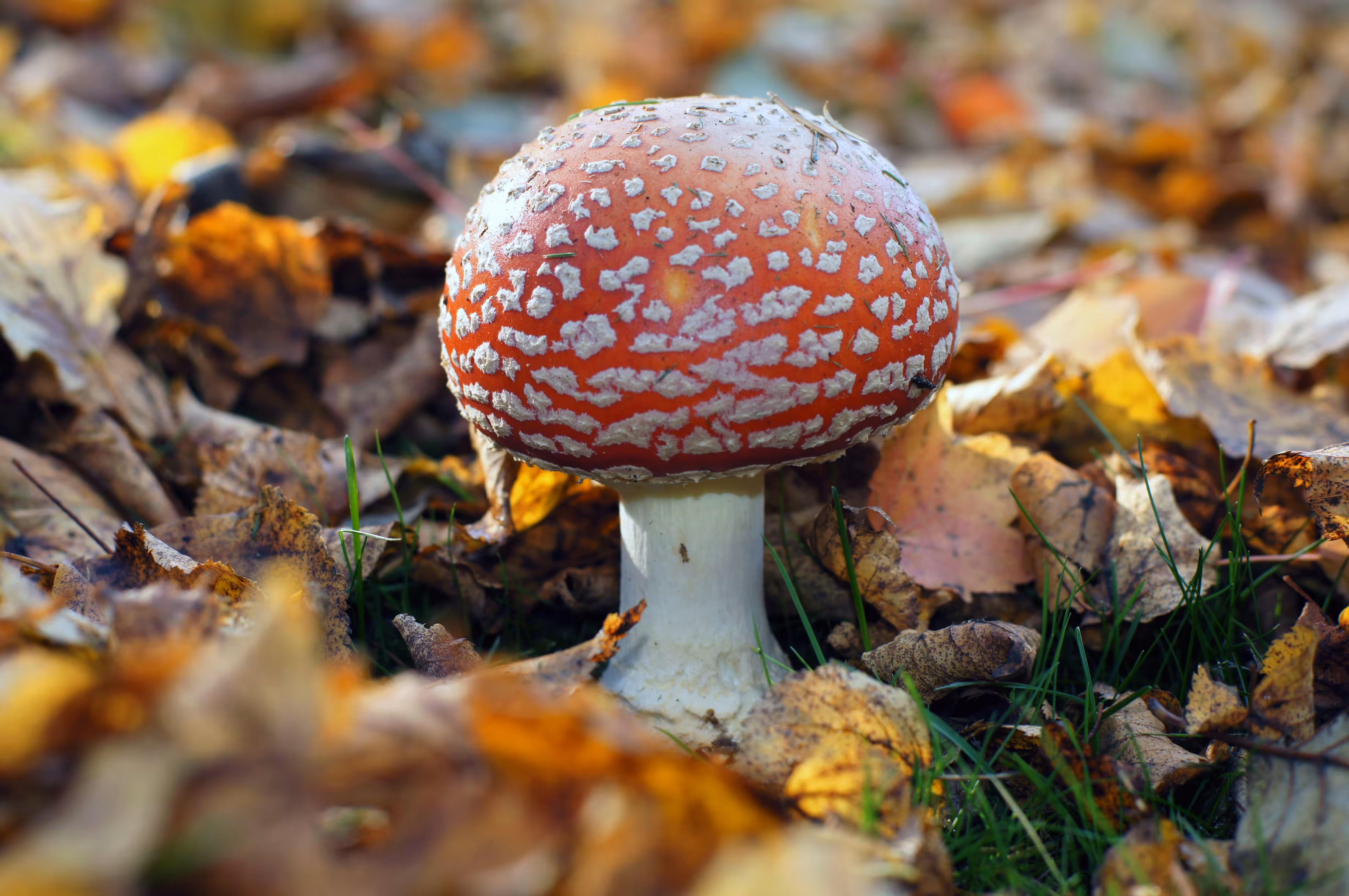 mushroom up