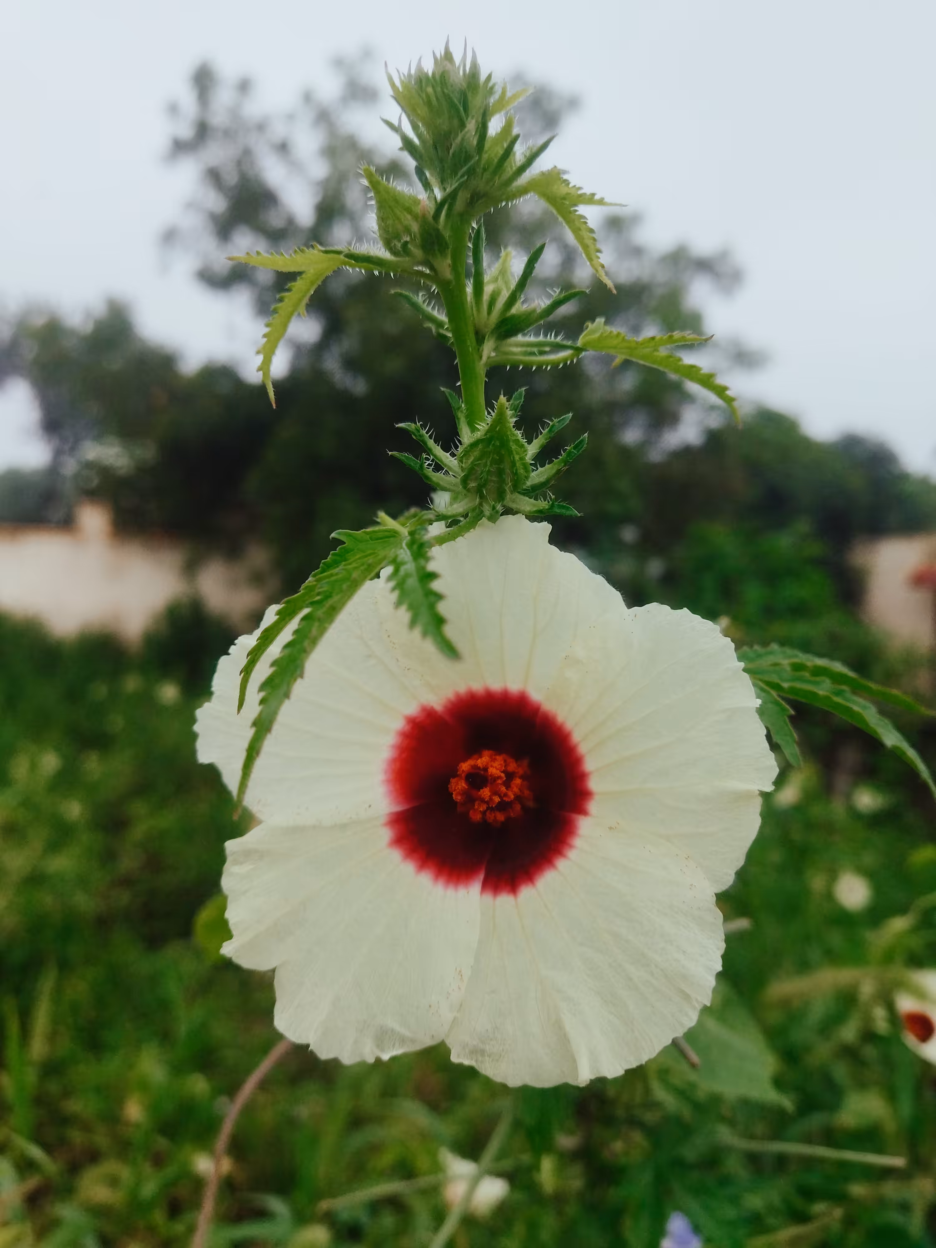Hibiscus Cannabinus (Kenaf) 