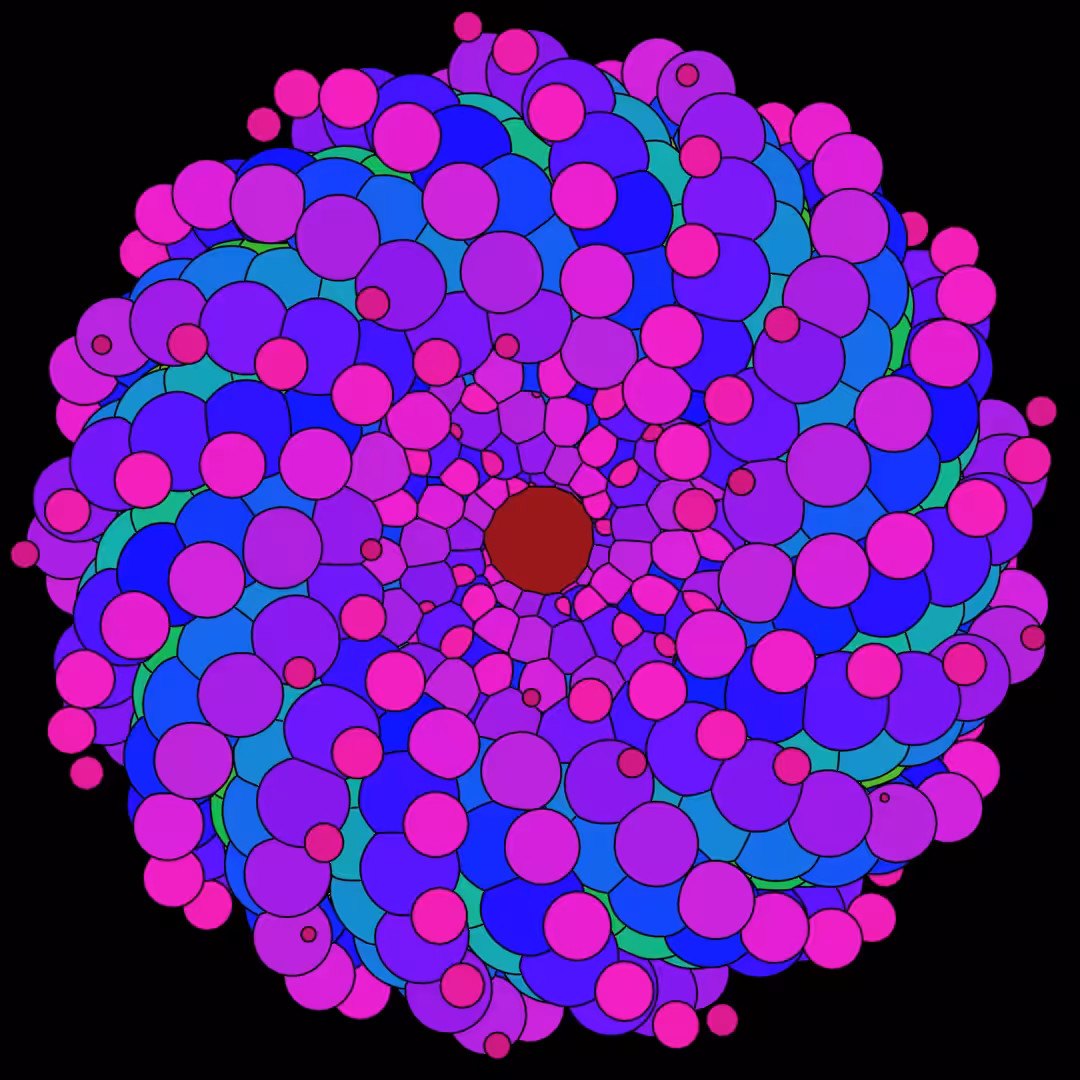 Rapidi Bloom 1.5