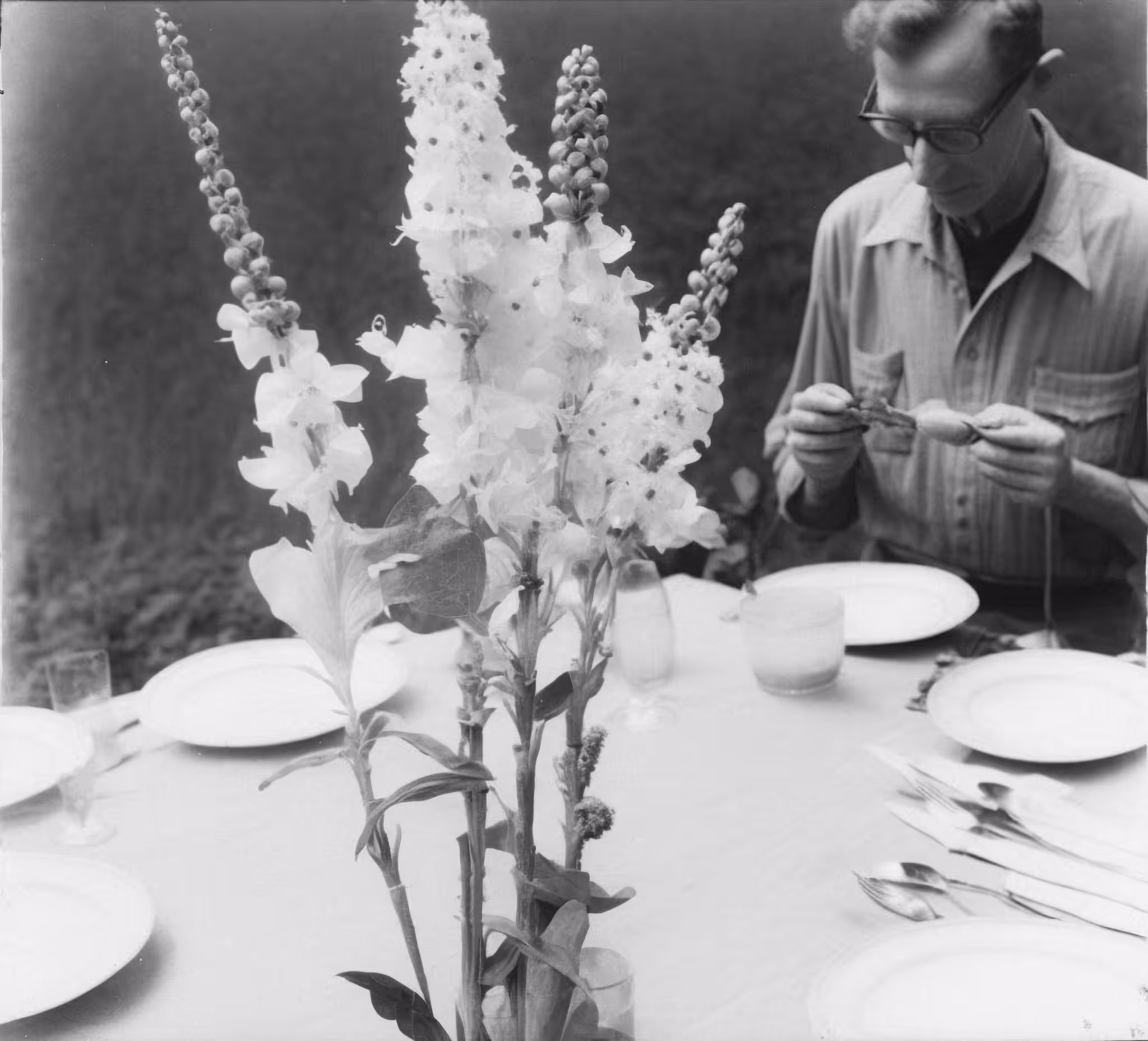 Delphinium, Silver Gelatin Print (developing-out-process), 1936