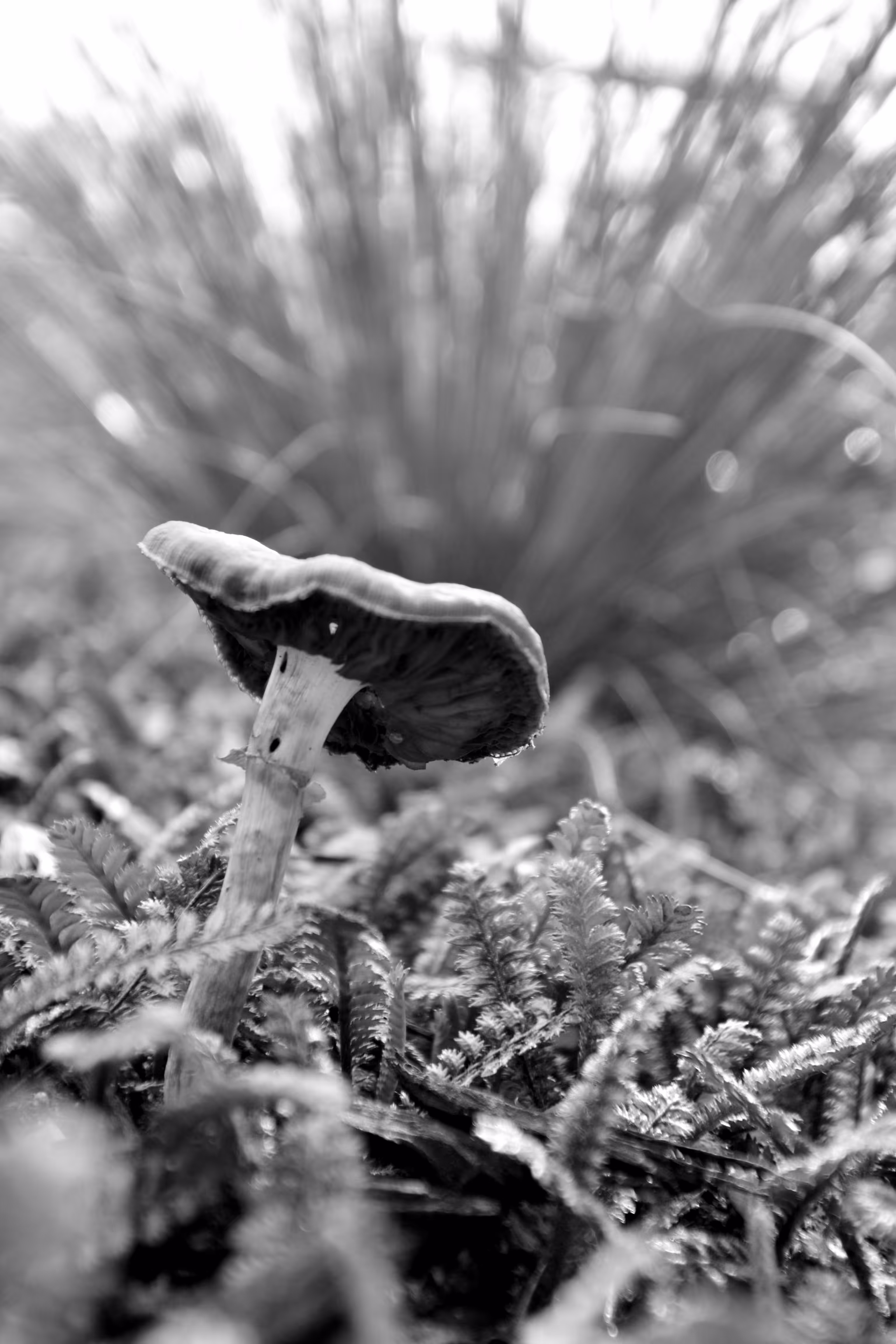 New Life