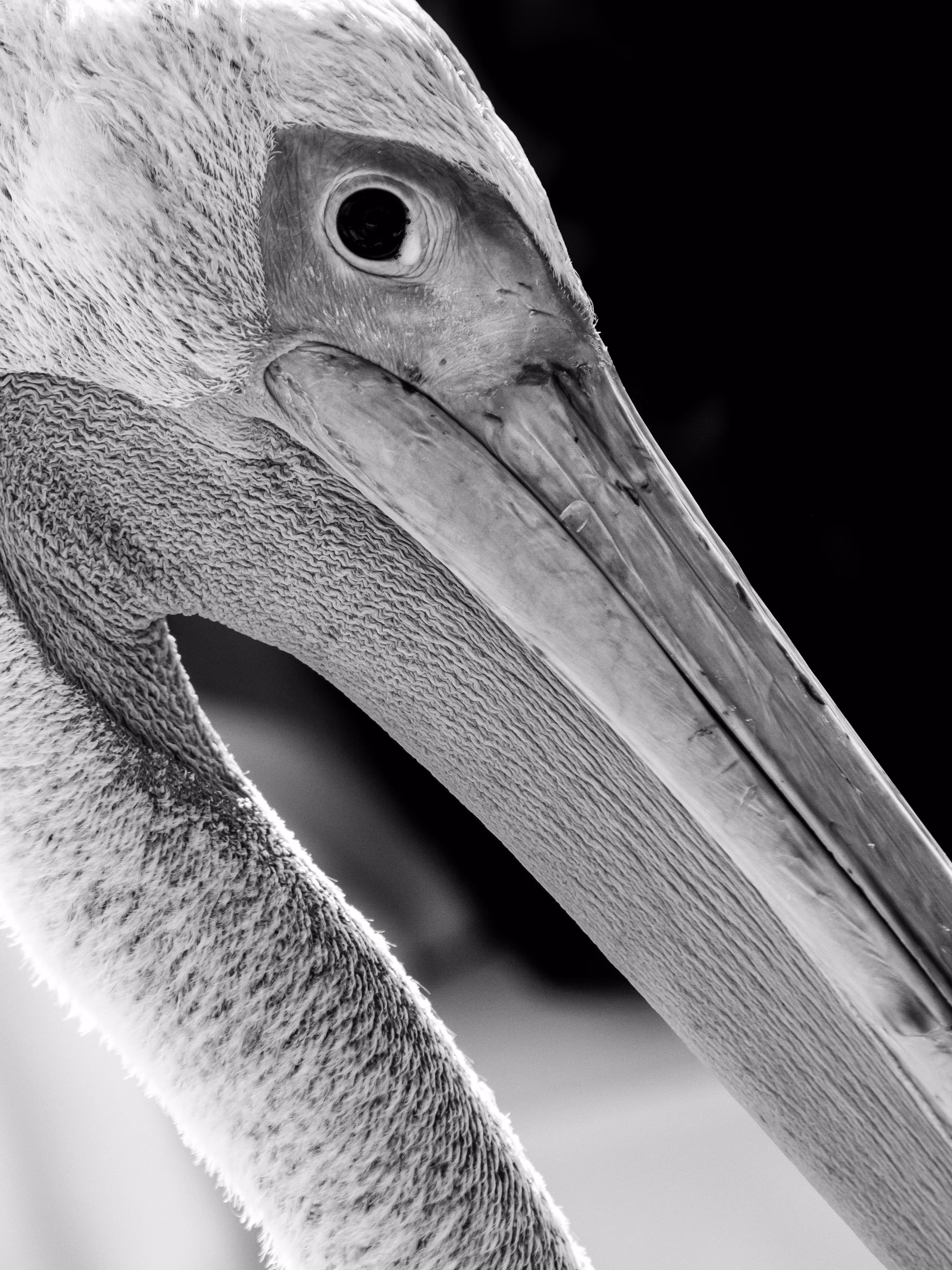 African pelican Portrait