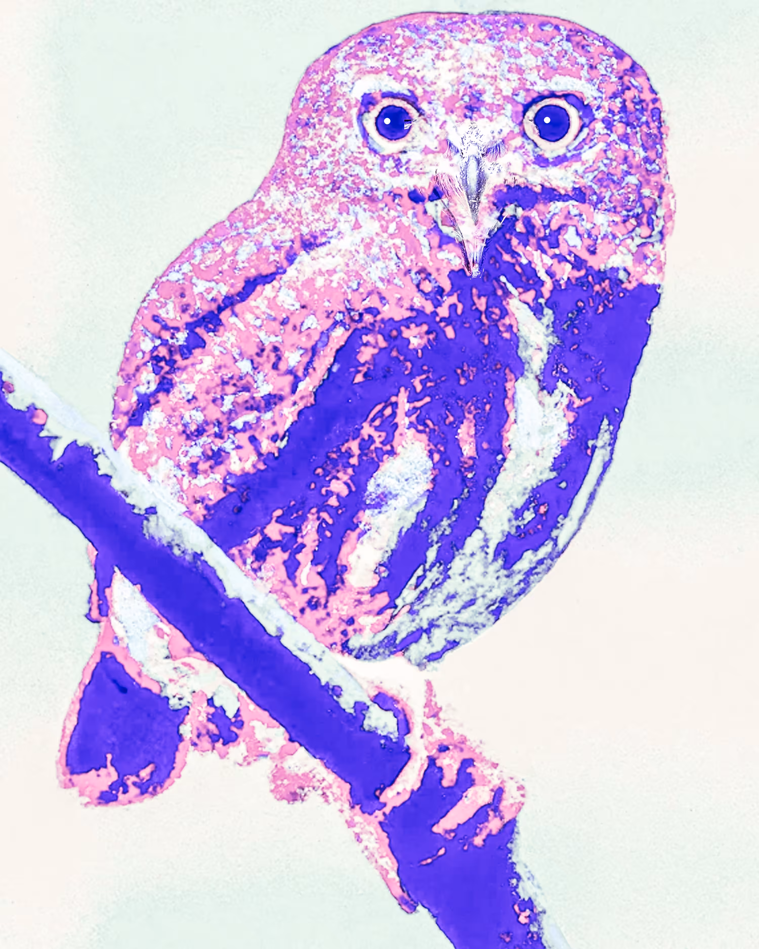 Owl Connection 2