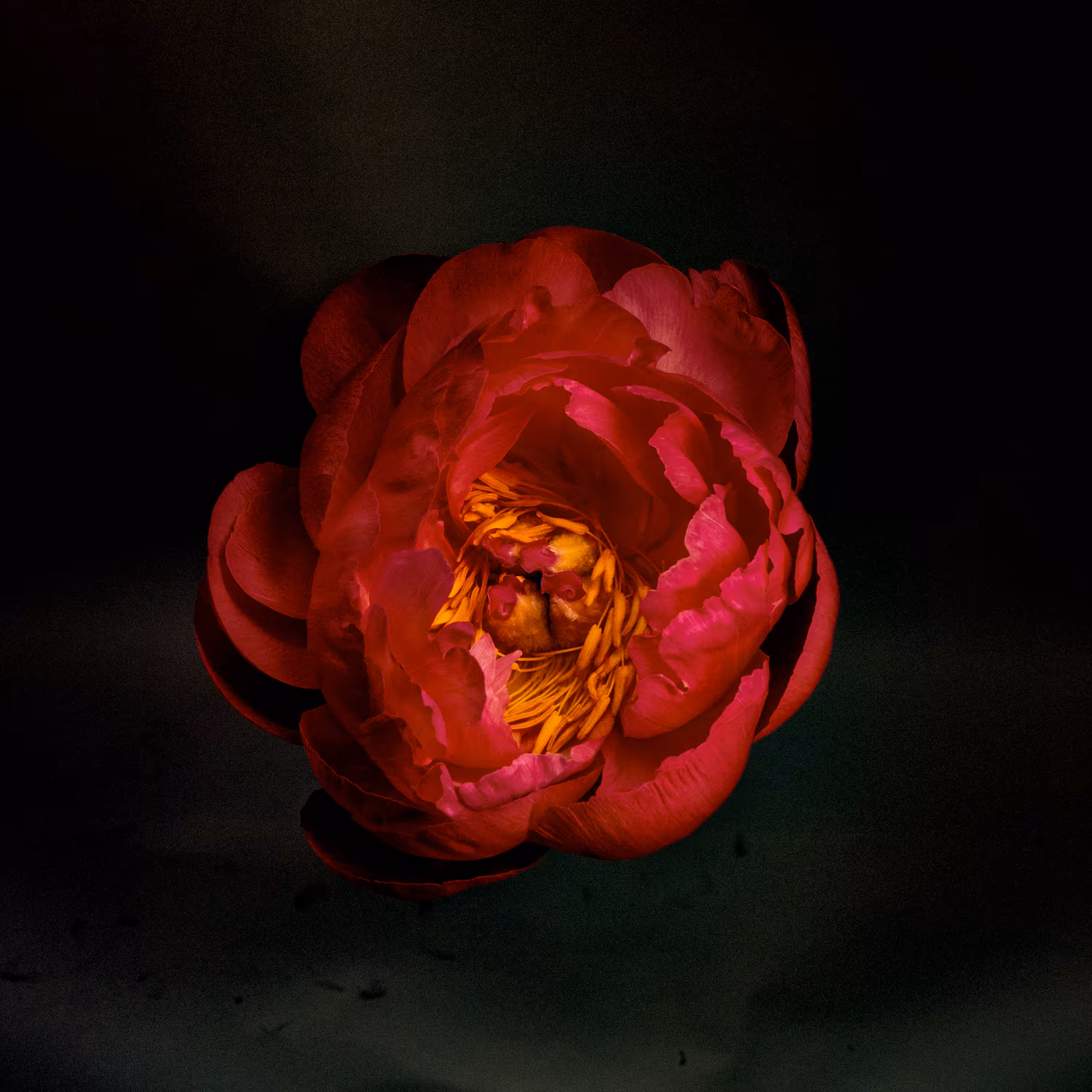 Peonies #1