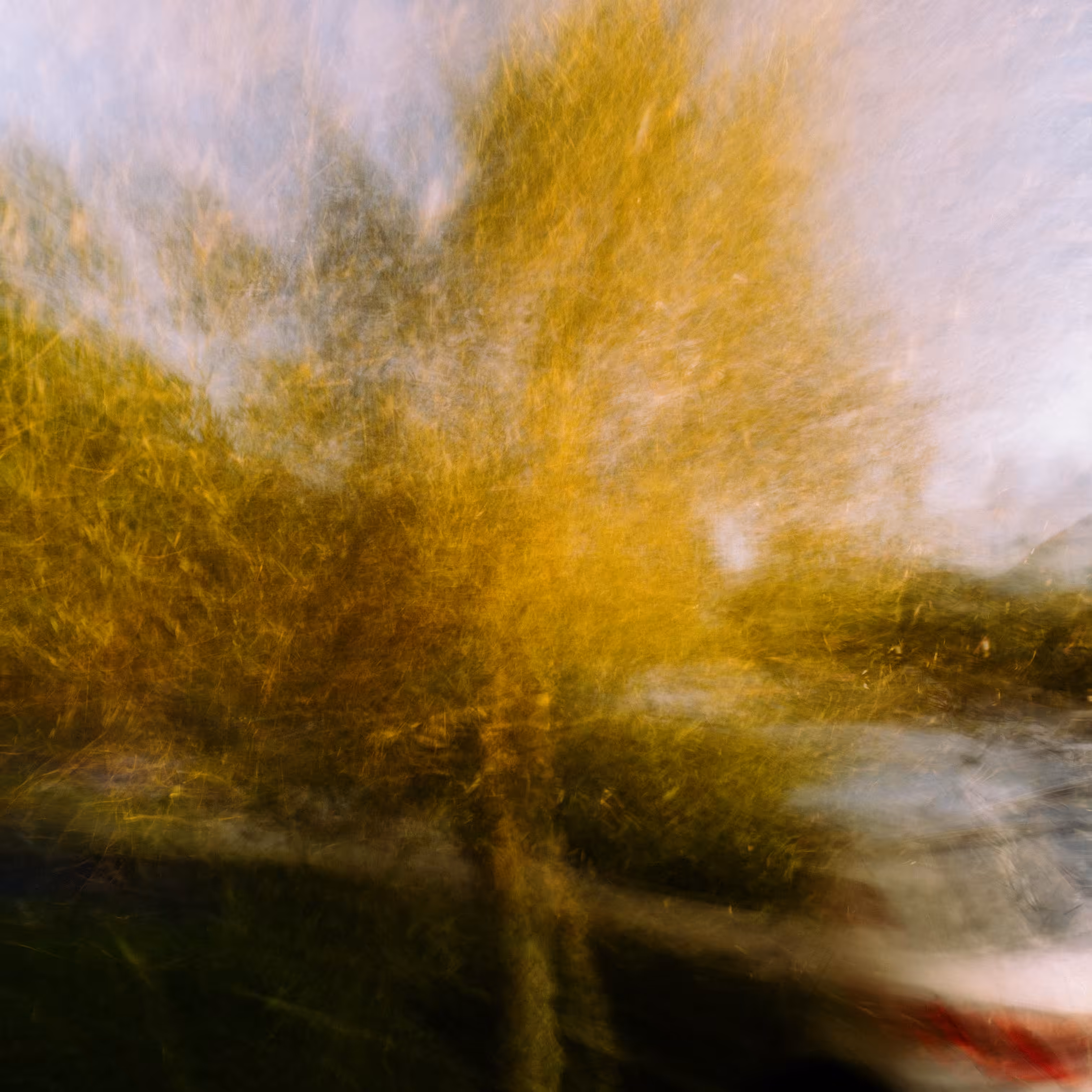 Autumn Birch