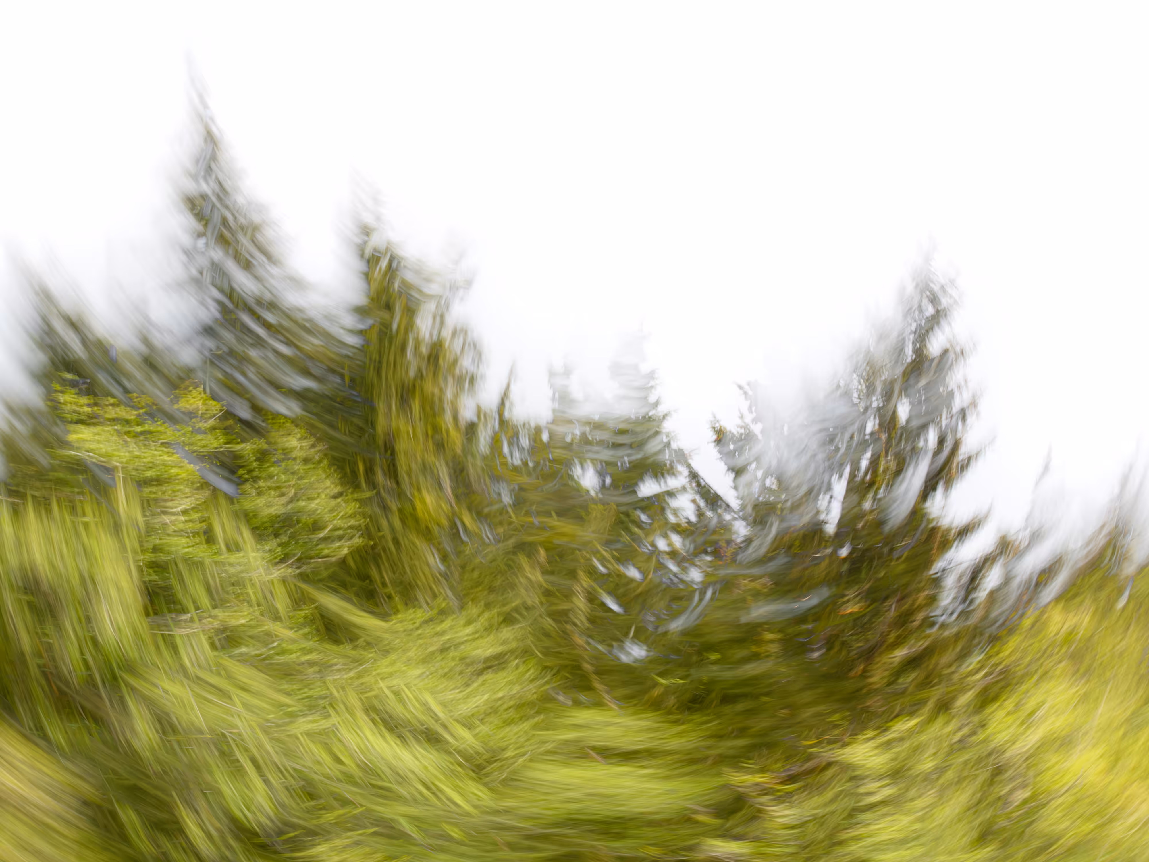 TJ Thorne: Playful Pines