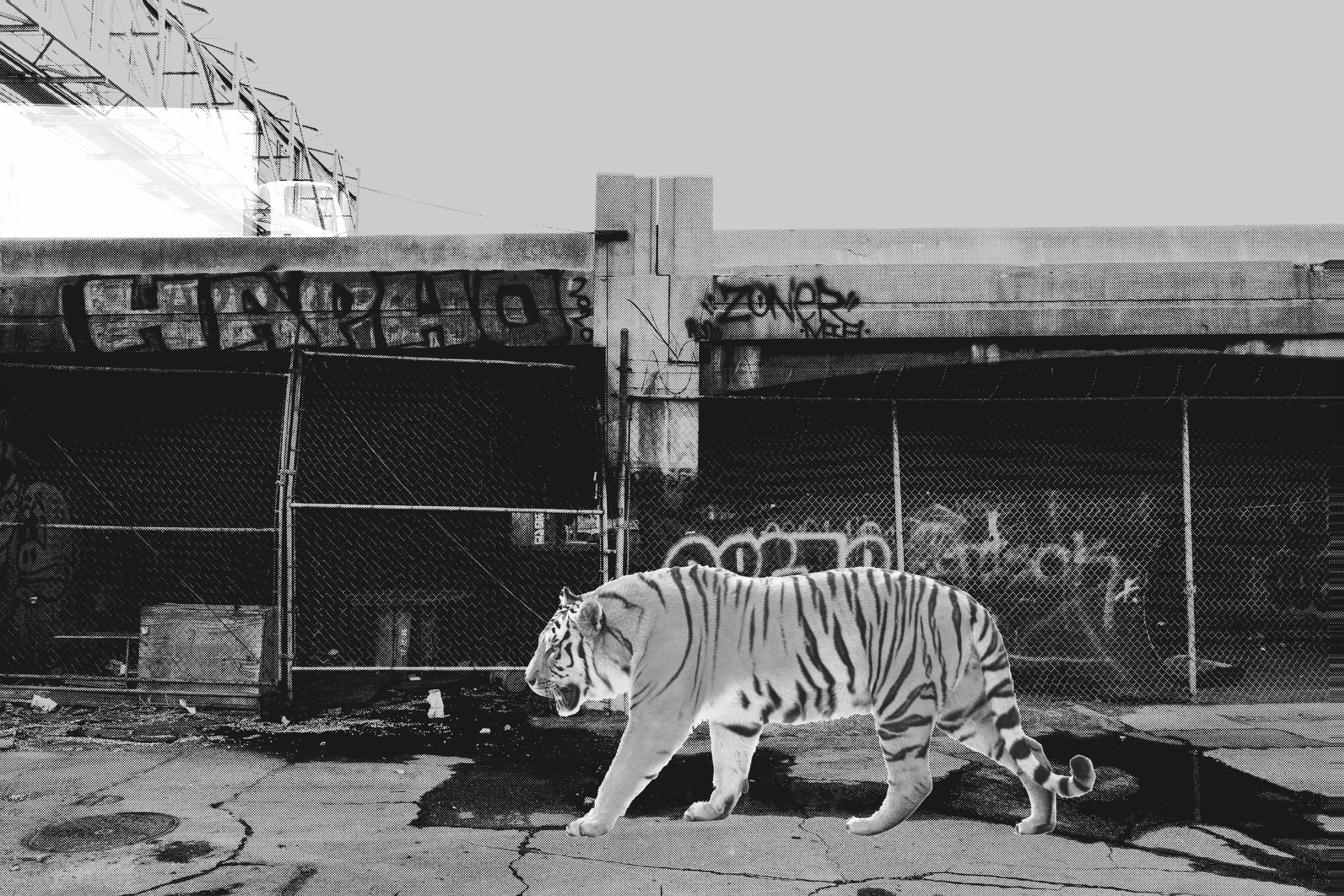 Inversion of Natural Order, Tiger, Frame Eighteen of Twenty-One