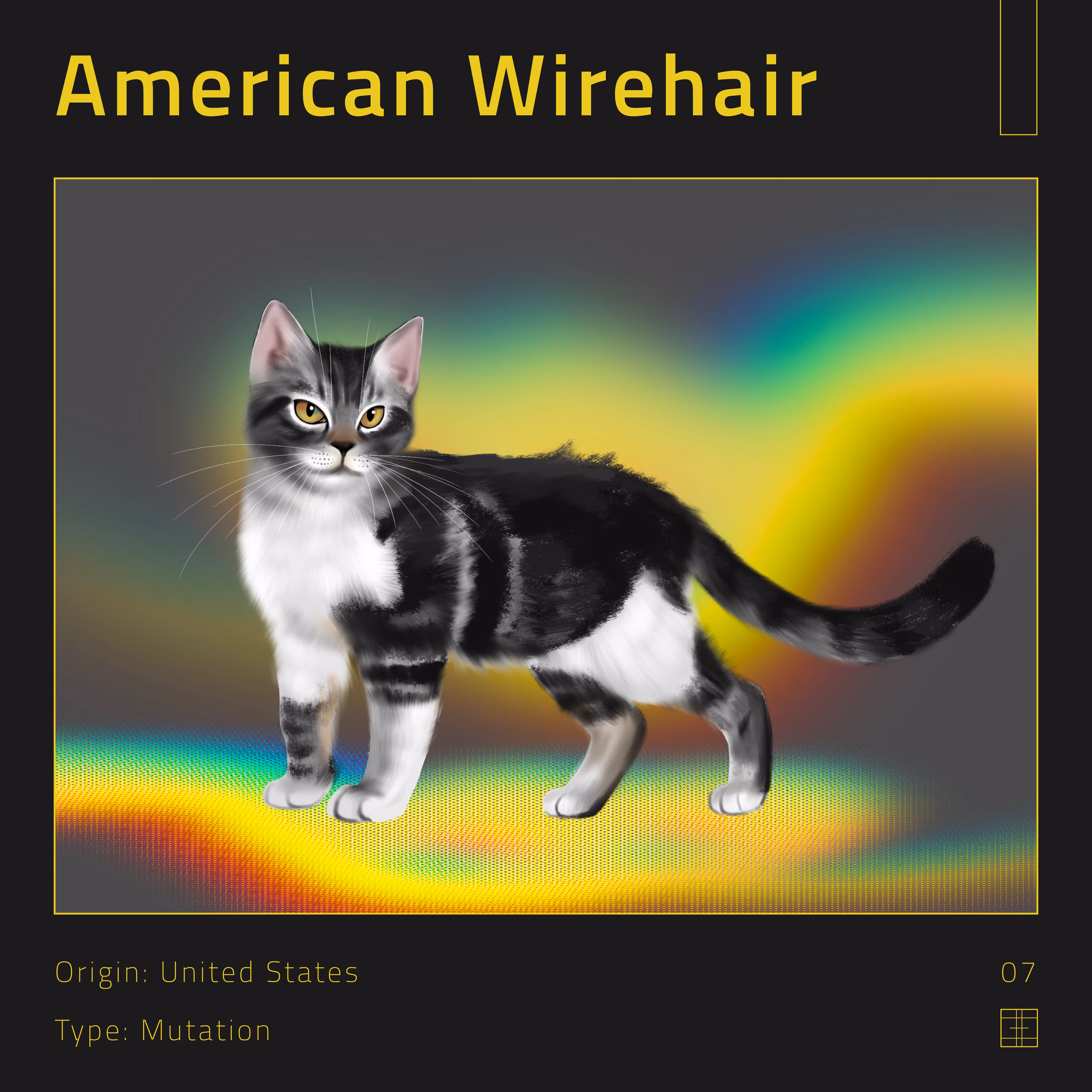 07 – American Wirehair cat