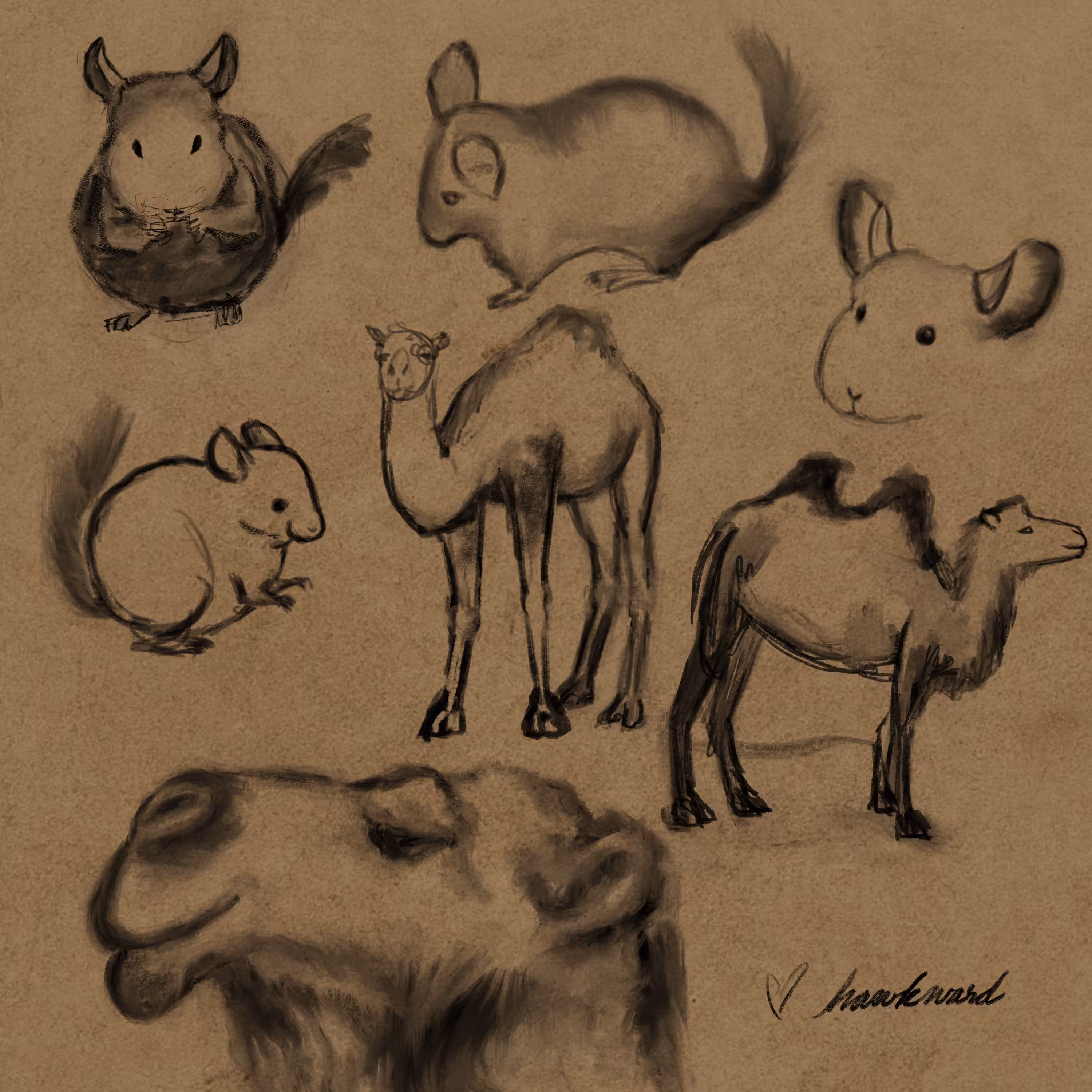 #11 Chinchillas & Camels