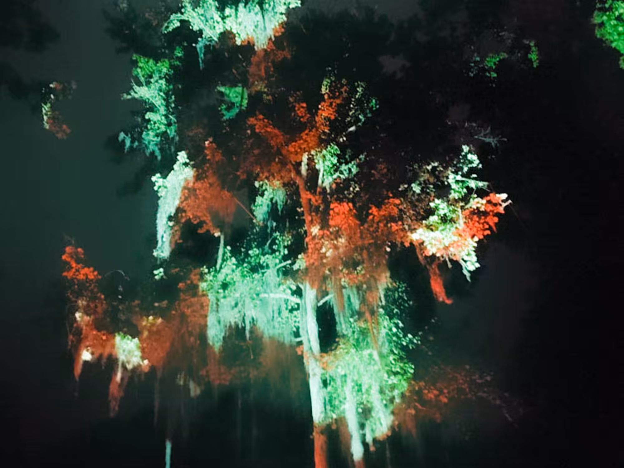 Spanish Moss