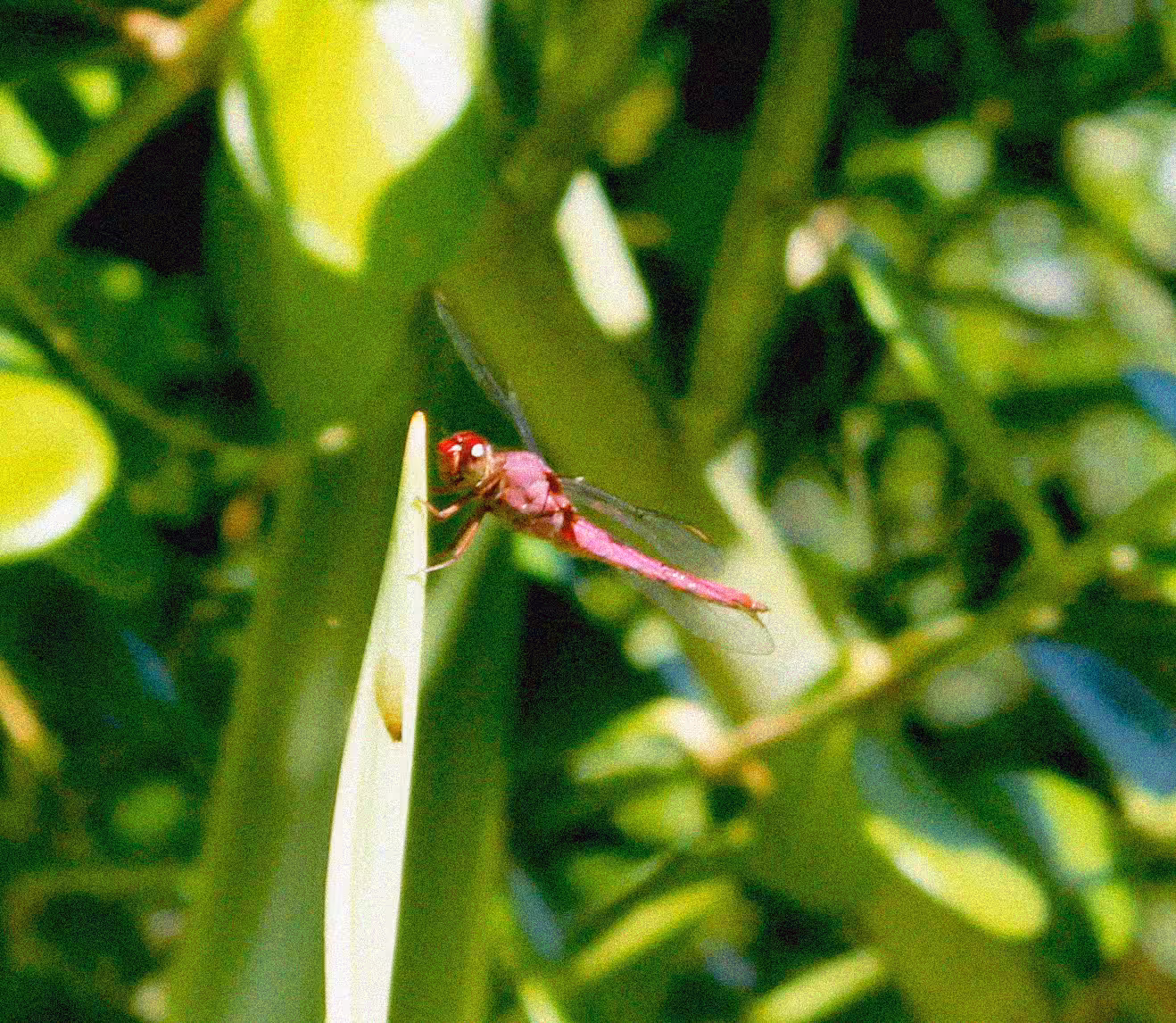 Pink Dragon-fly