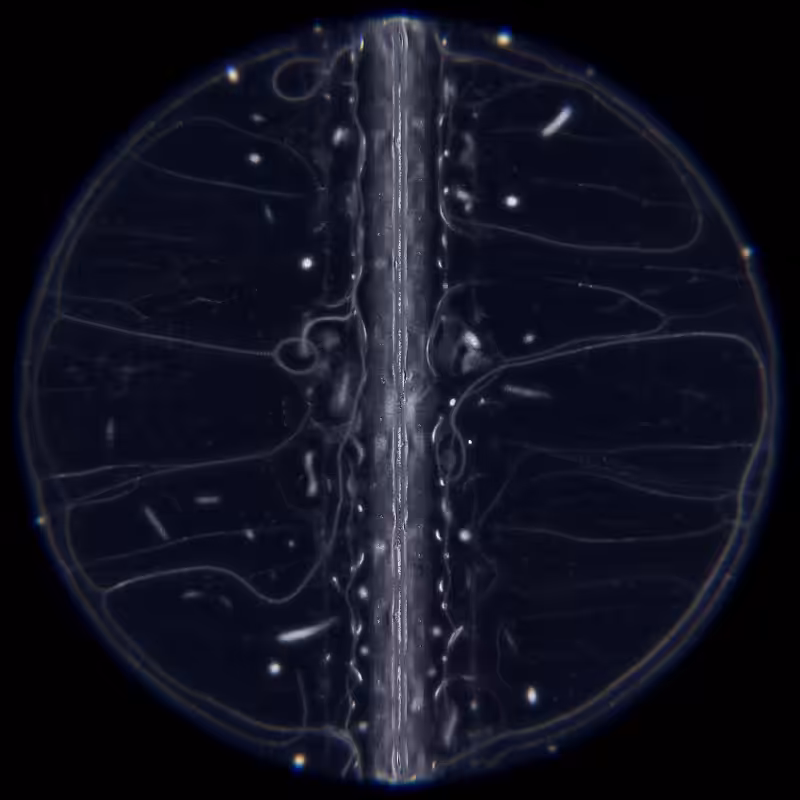 Ethereal Microcosm #18