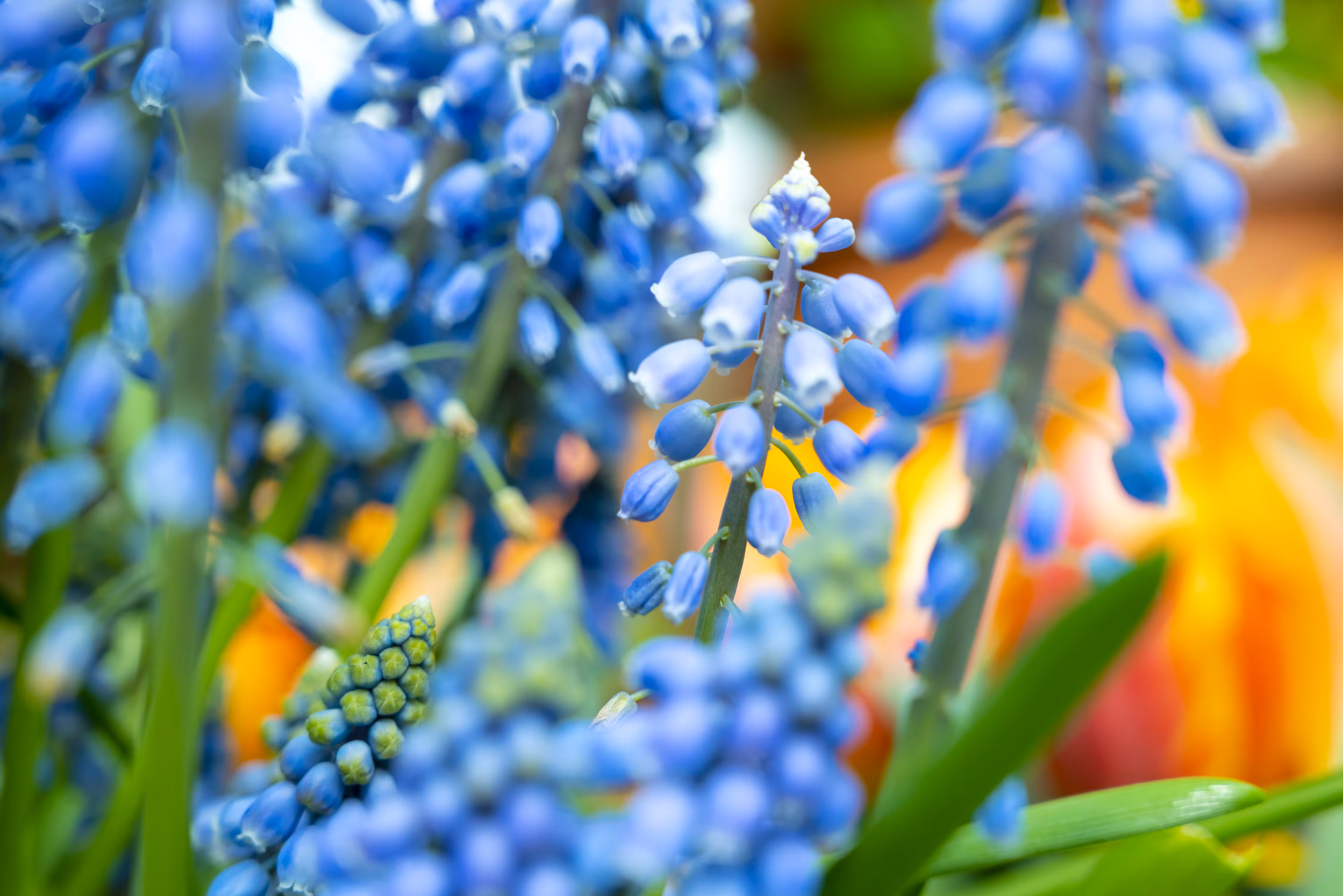 Bloom 8