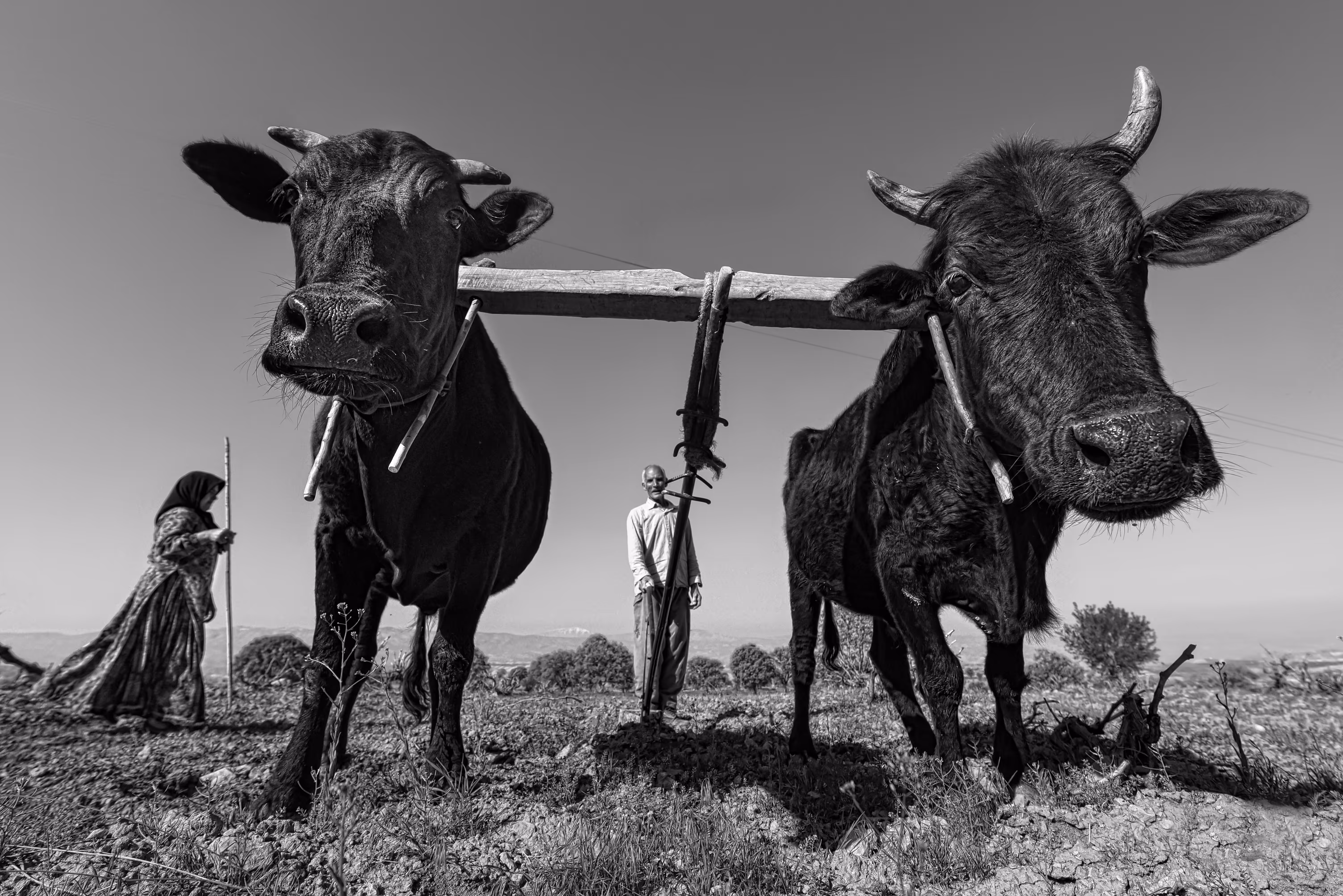 Old farmer