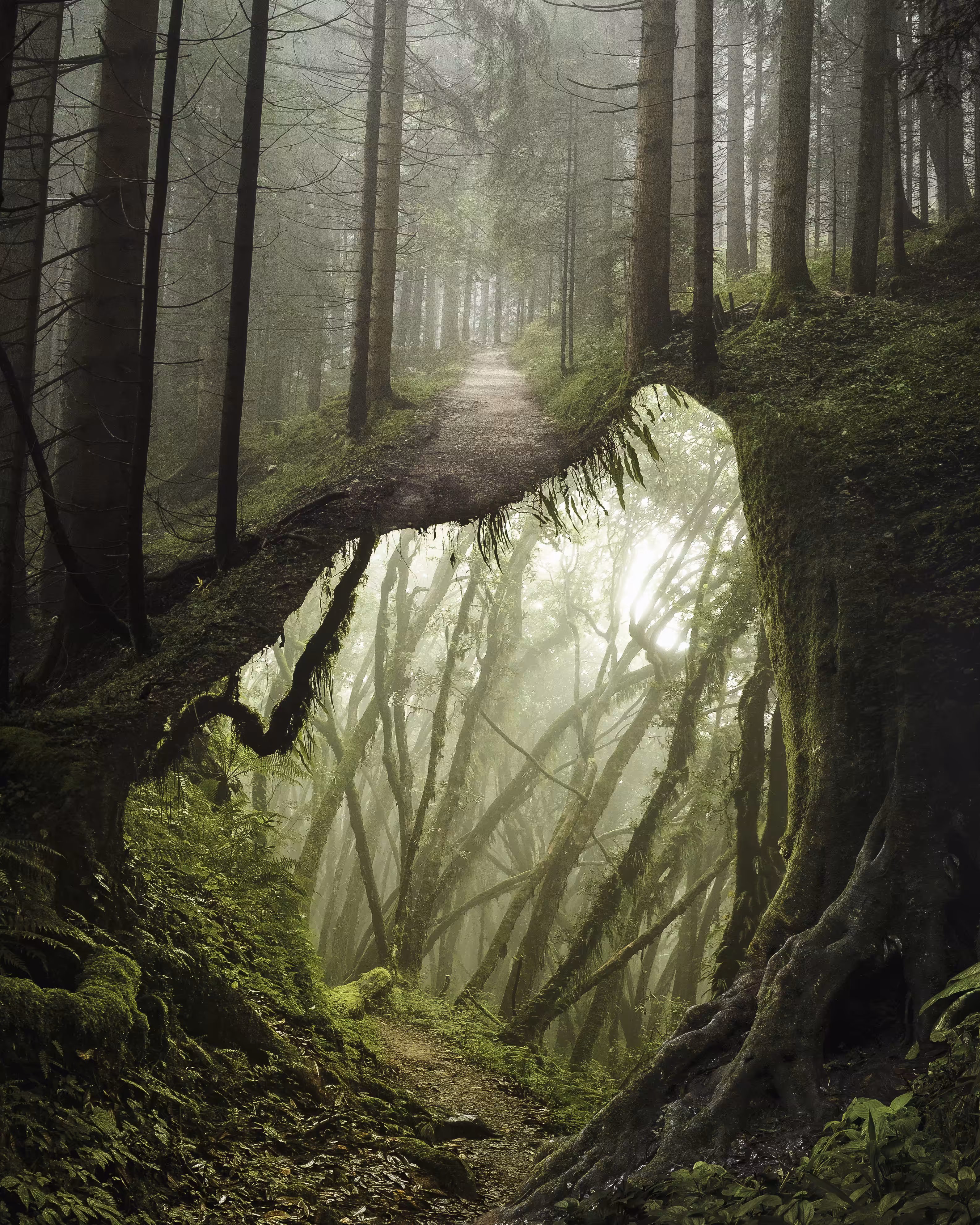 Underforest