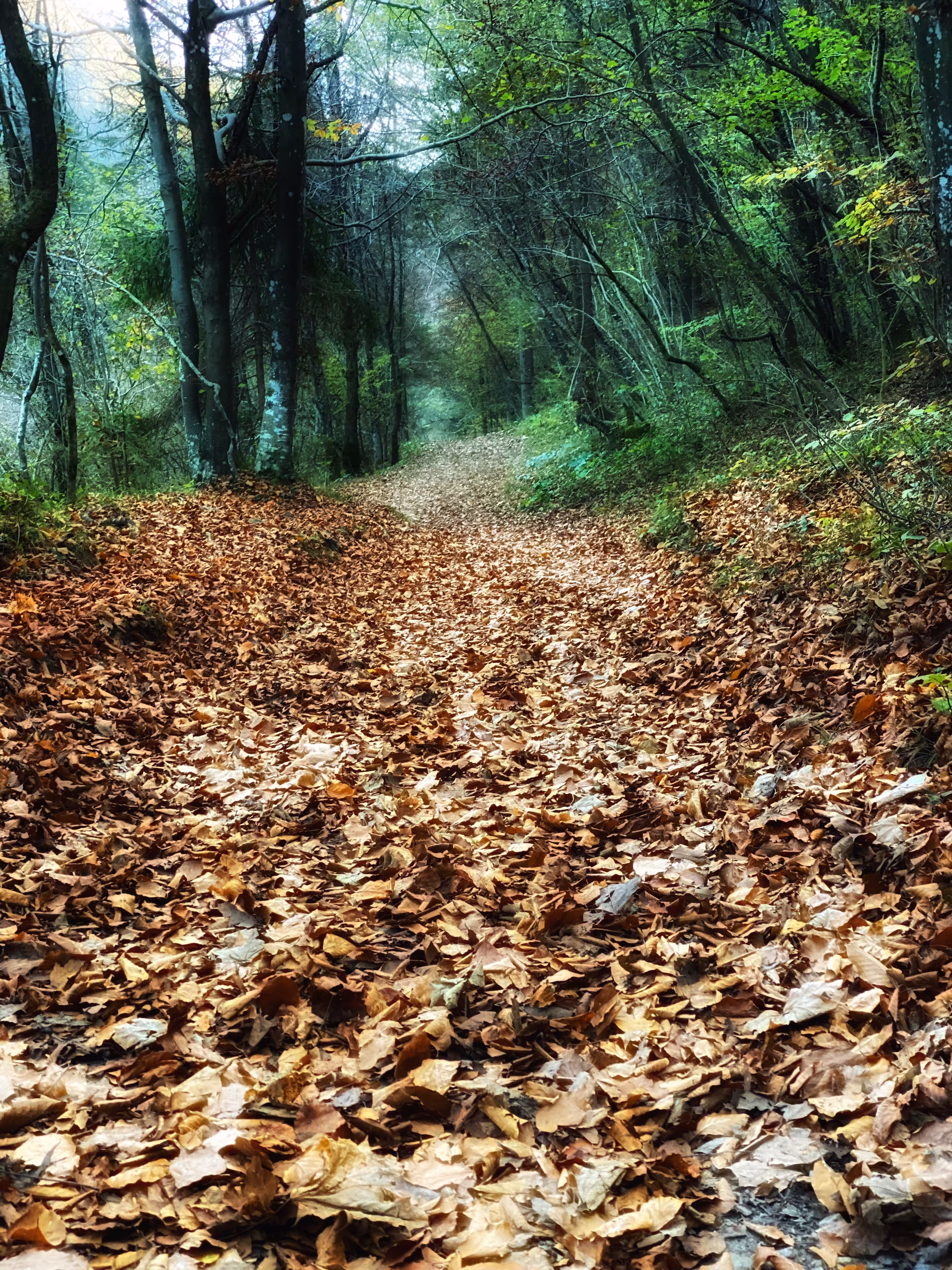 Magic Forest