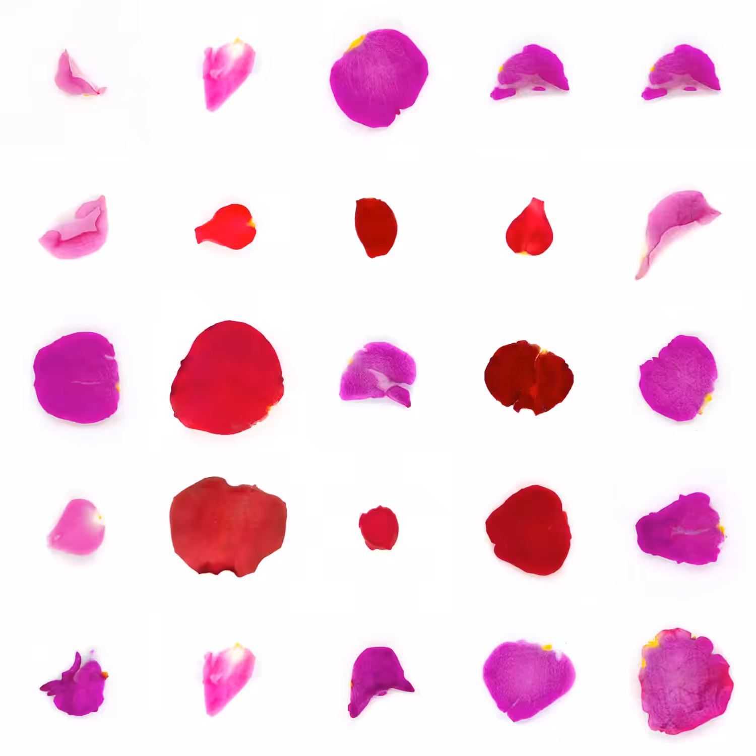 Infinite Petals 5x5#20127
